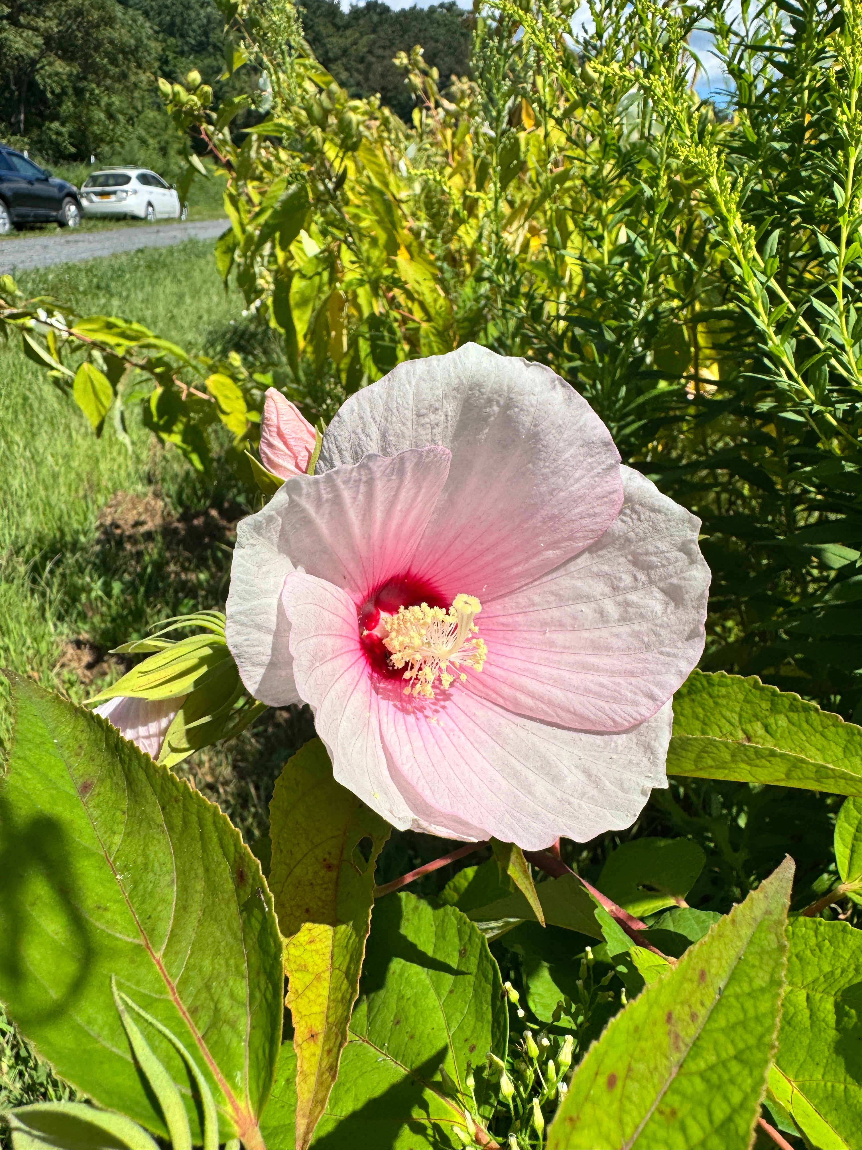 Hibiscus moscheutos