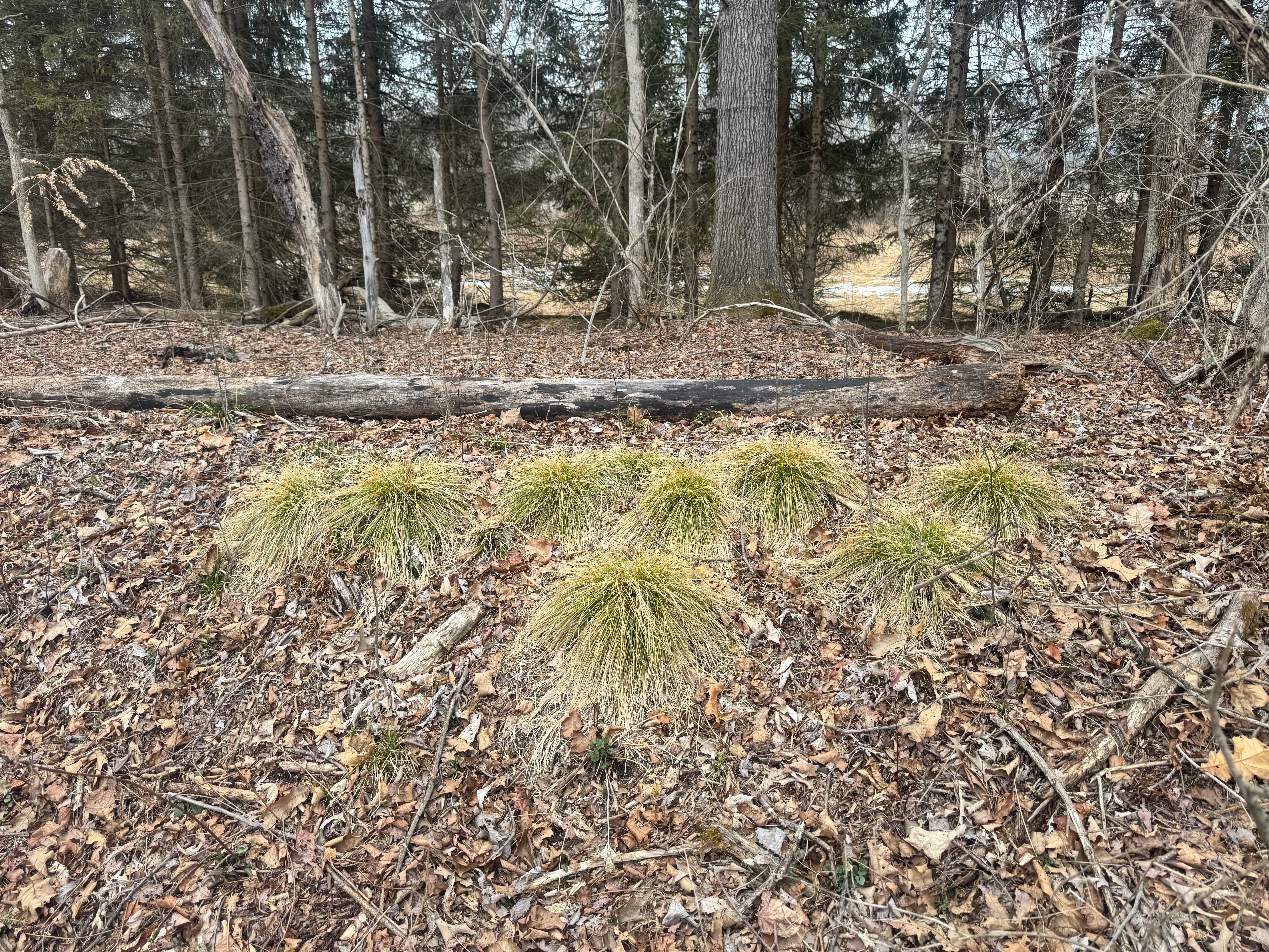 Carex bromoides