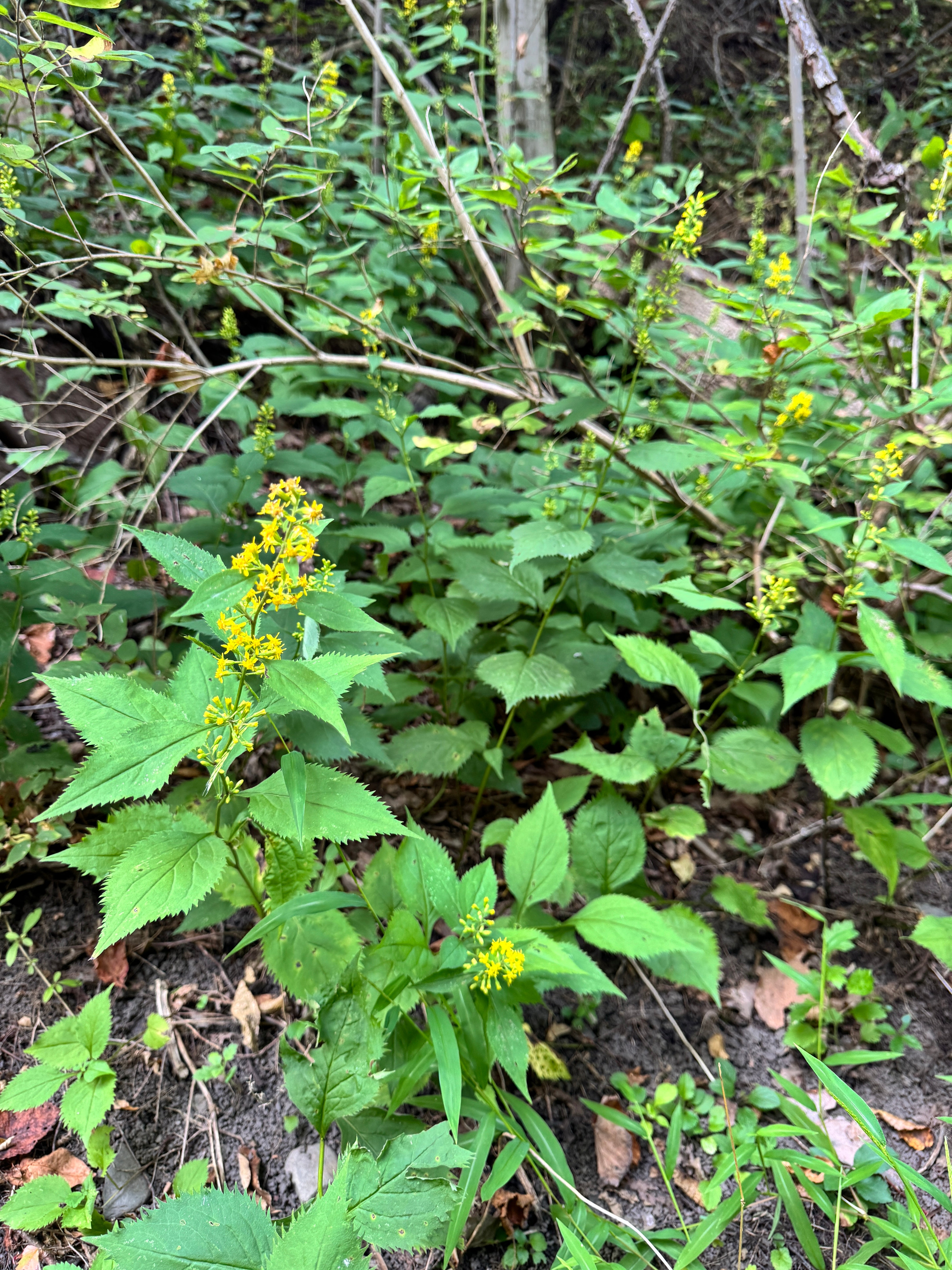 Solidago flexicaulis