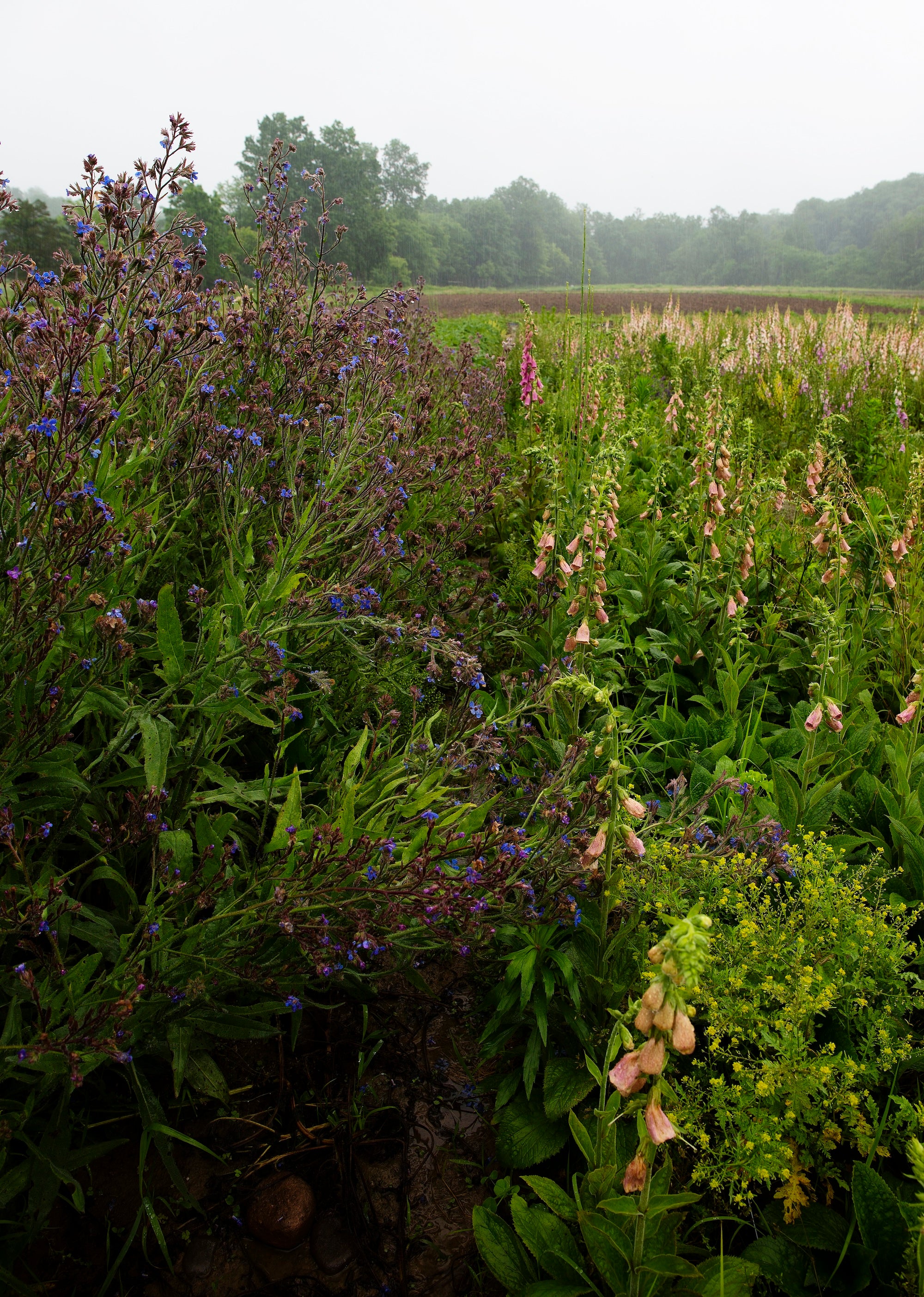 Field of Native Wildflowers with forest in the background
