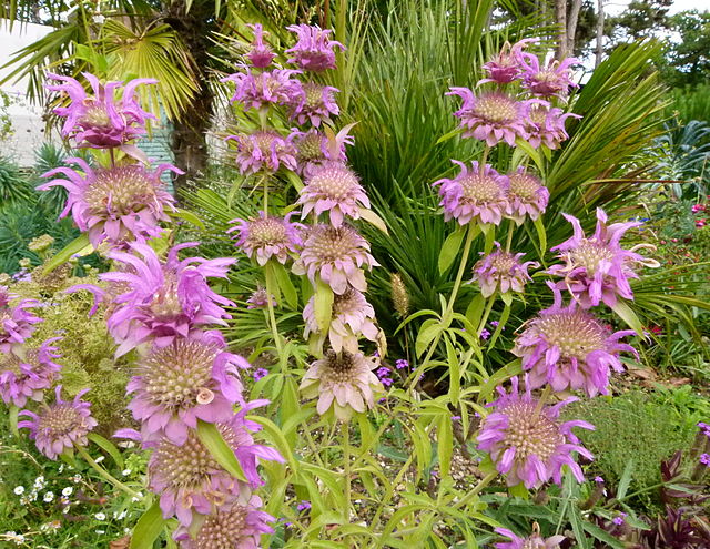 Monarda punctata