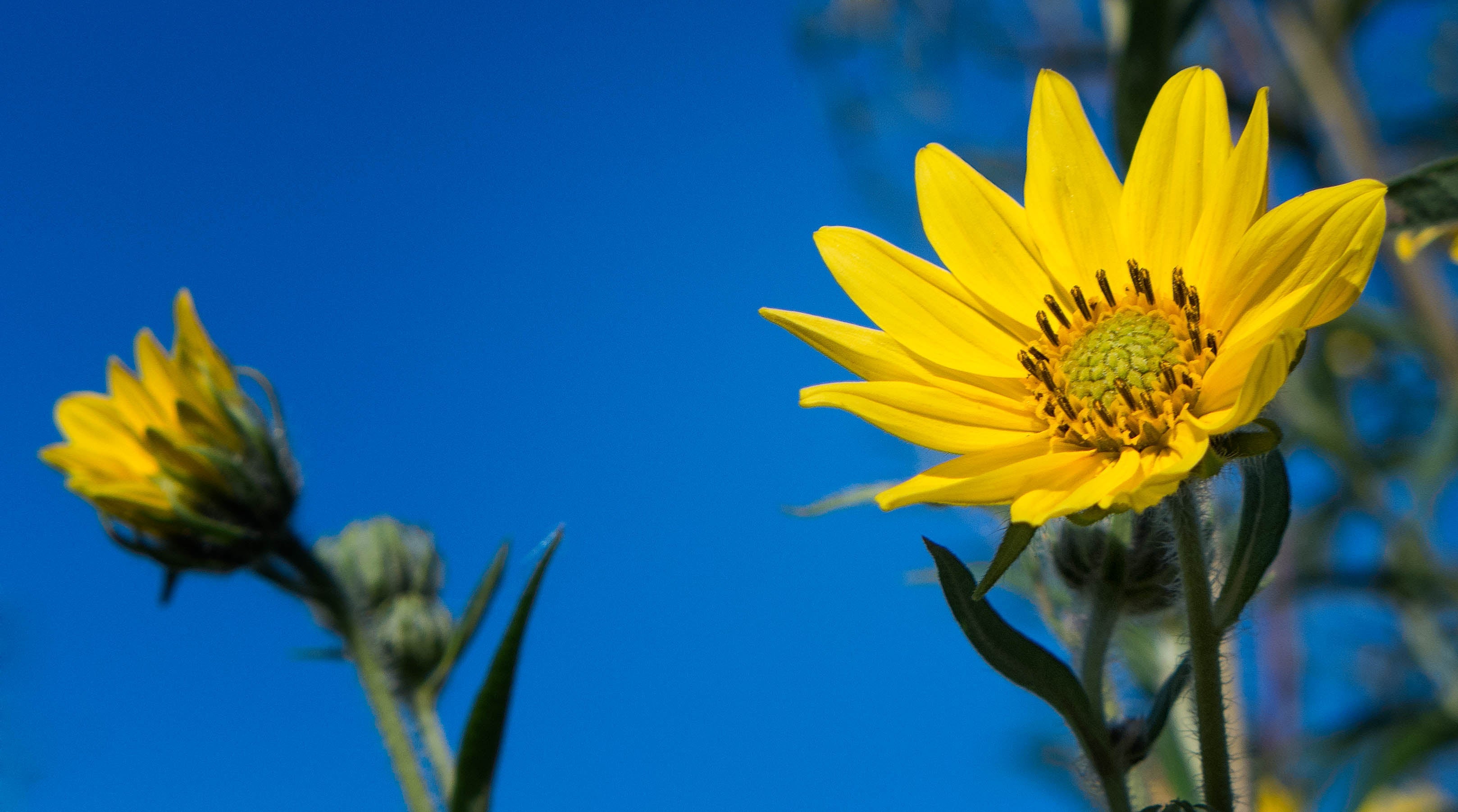 Helianthus giganteus