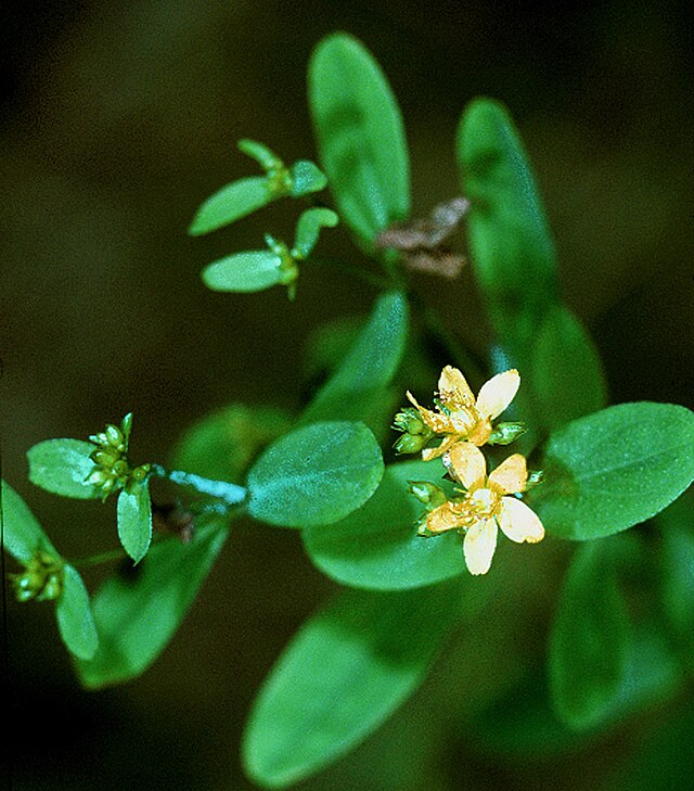 Hypericum punctatum