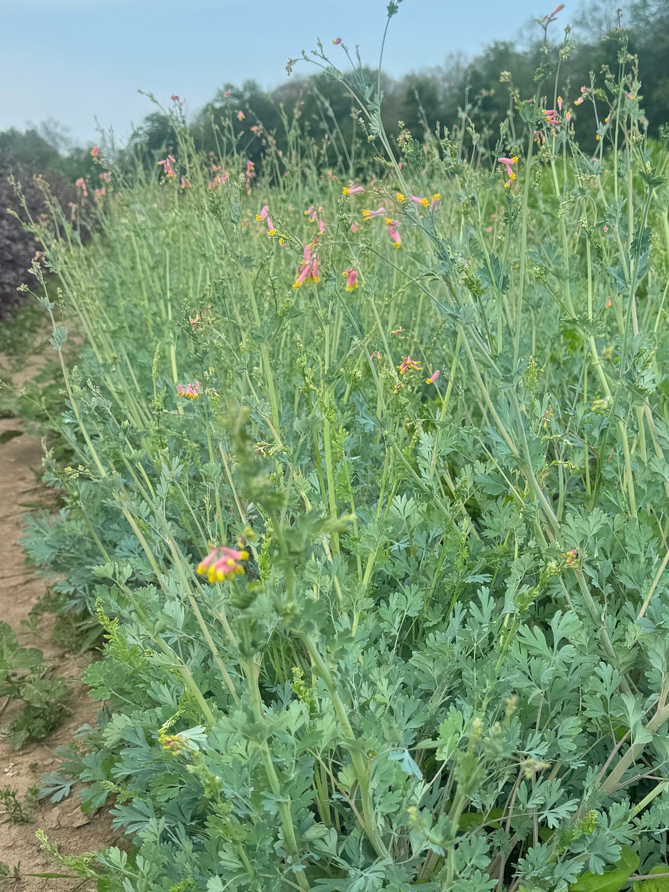 Corydalis sempervirens