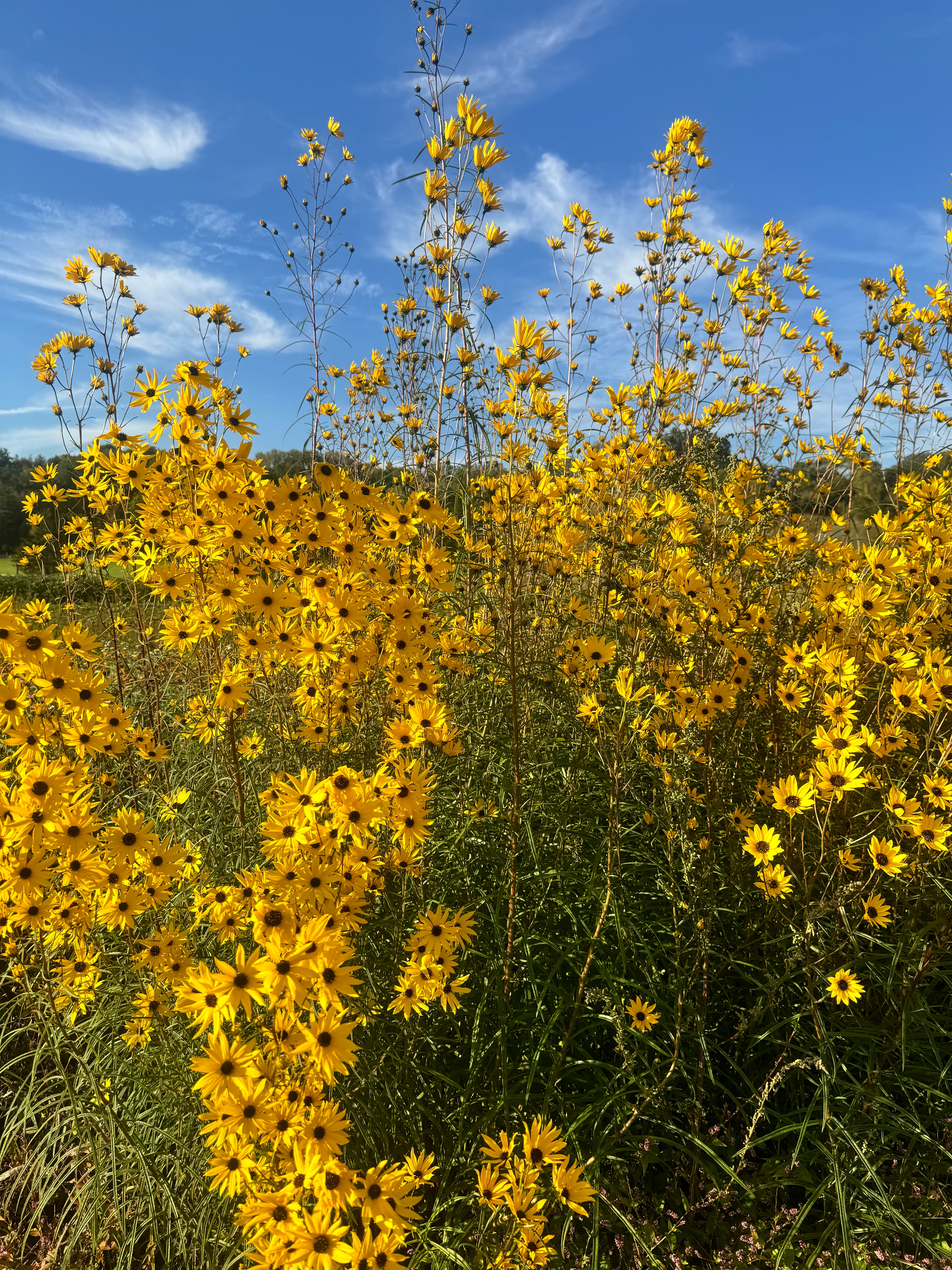 Helianthus angustifolius