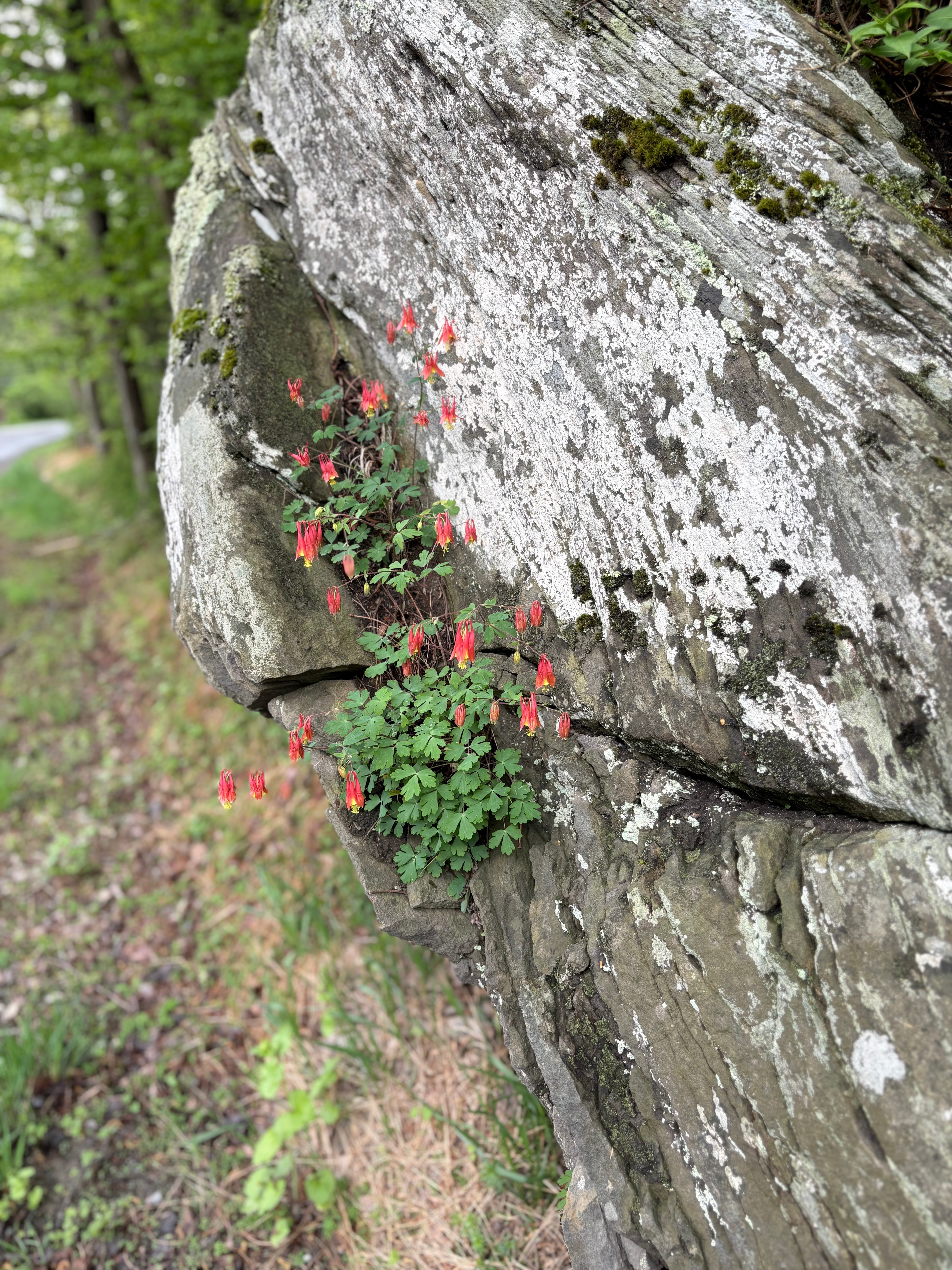 Aquilegia canadensis
