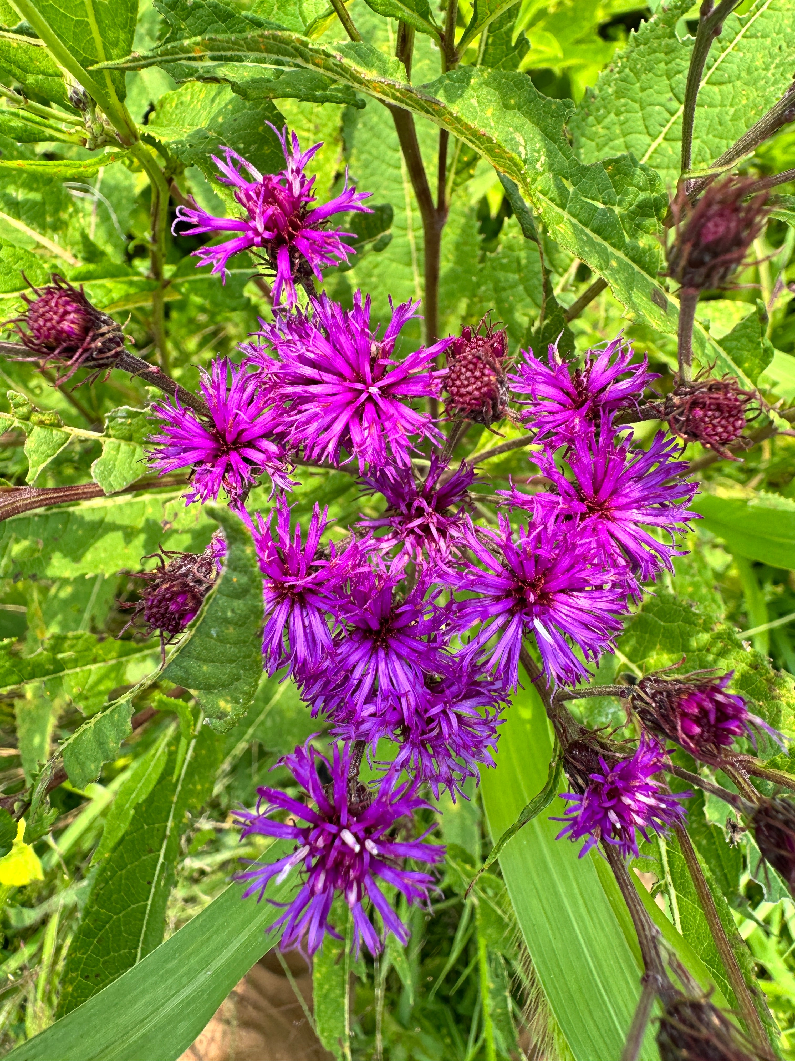 Vernonia noveboracensis
