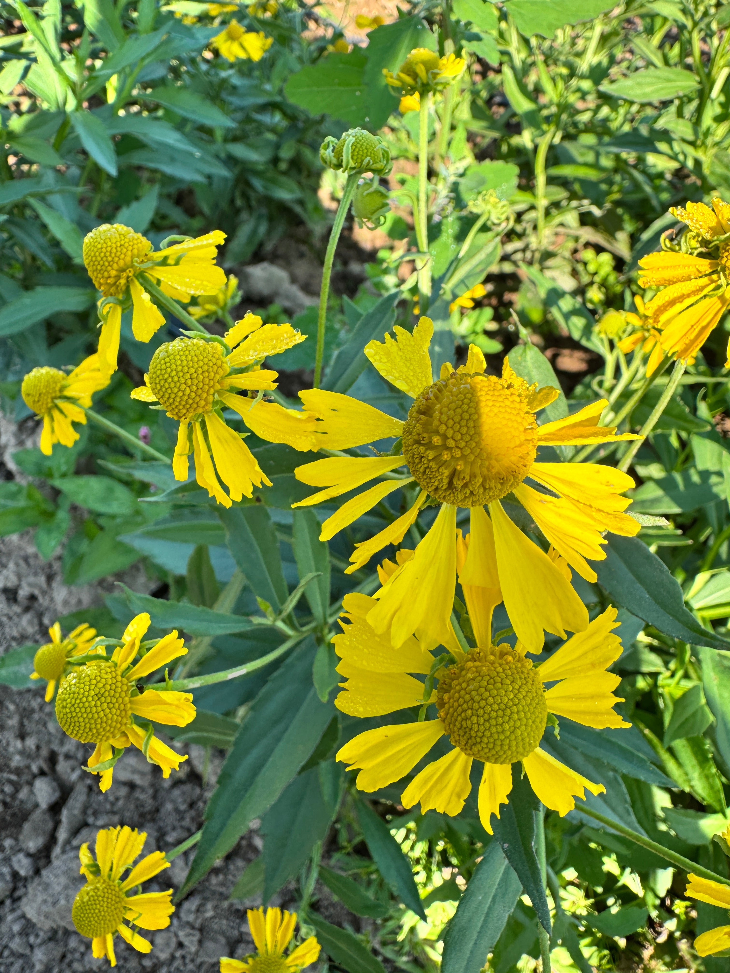 Helenium autumnale