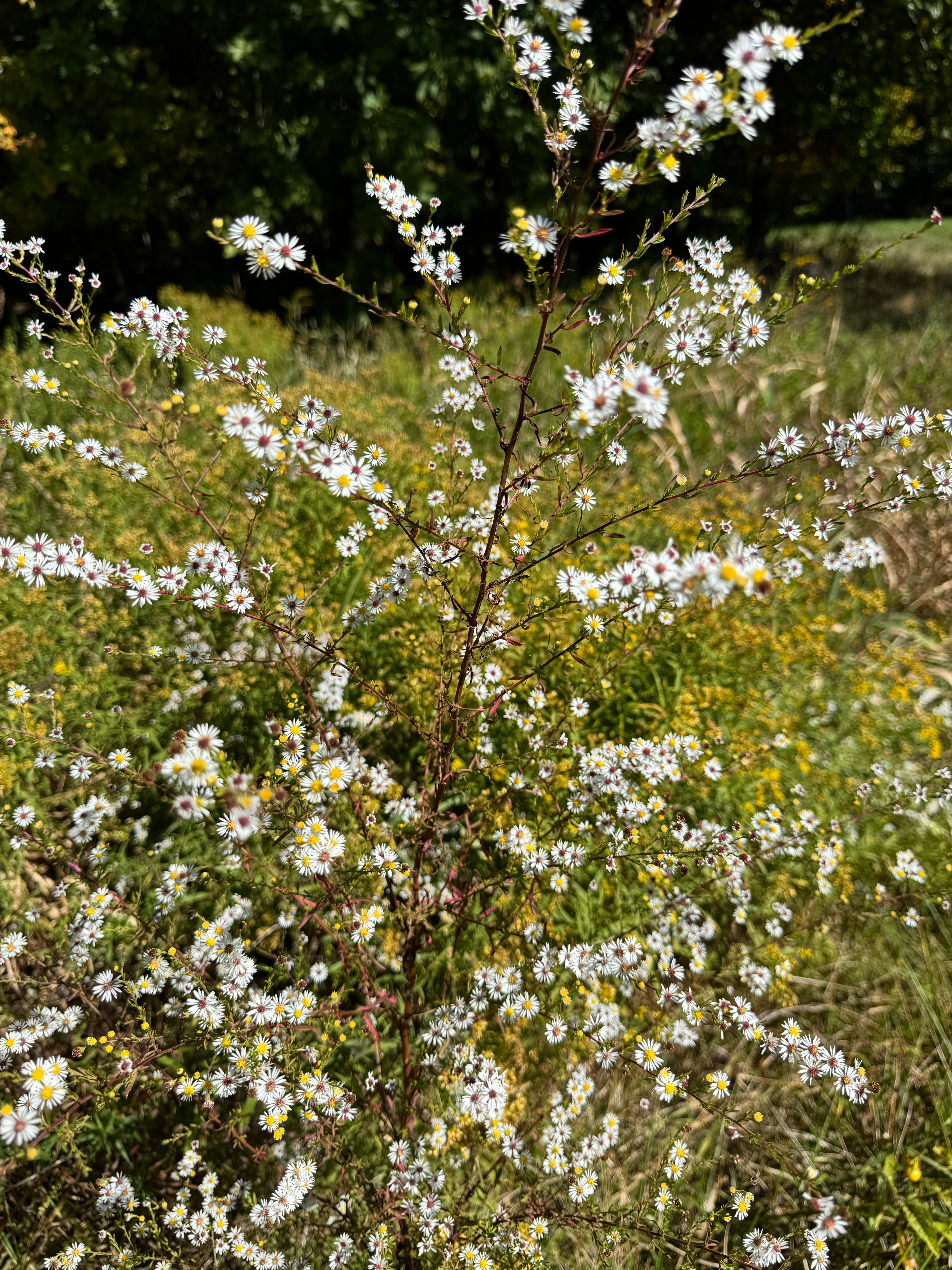 Symphyotrichum ericoides