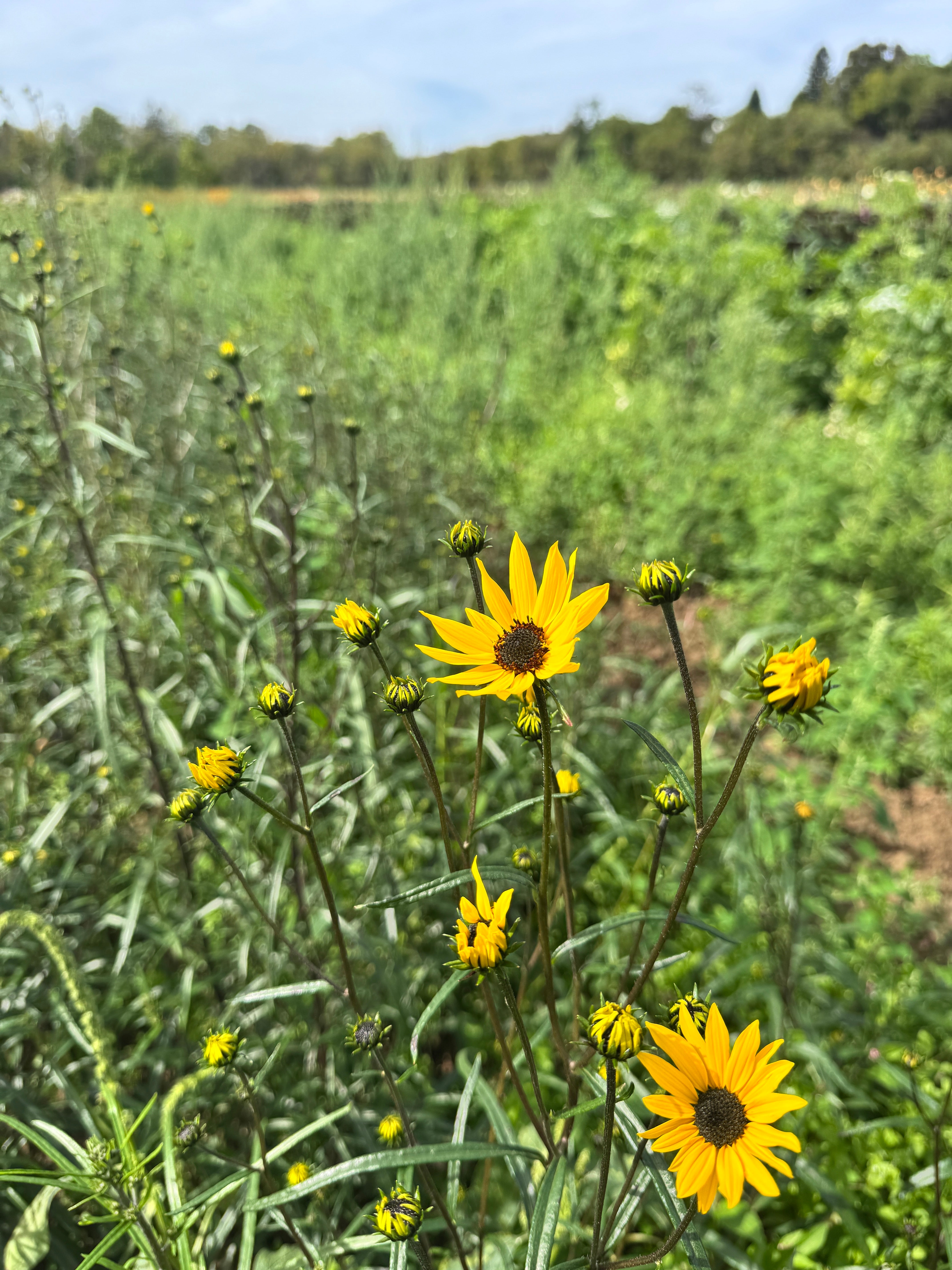 Helianthus angustifolius