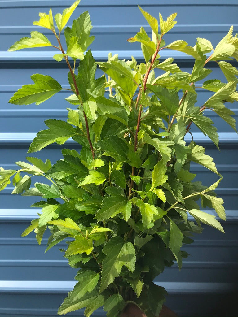 Physocarpus opulifolius