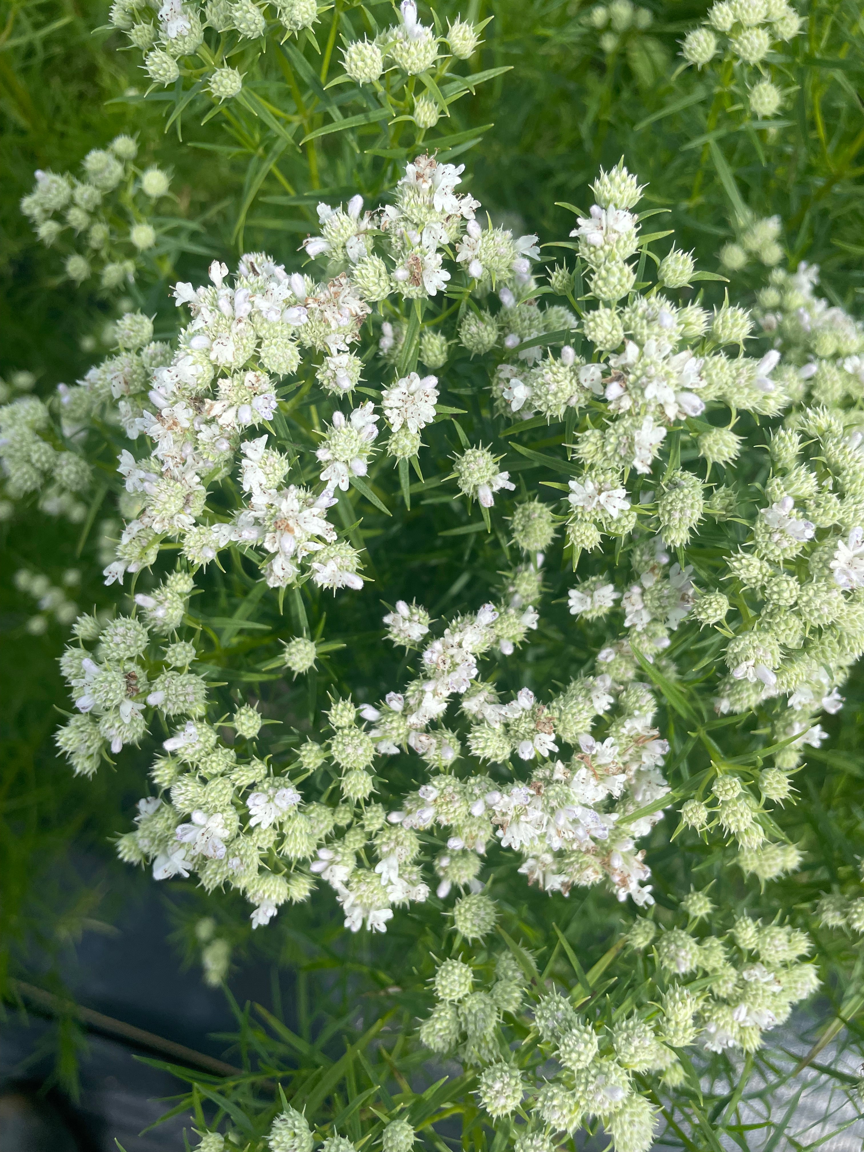 Pycnanthemum tenuifolium