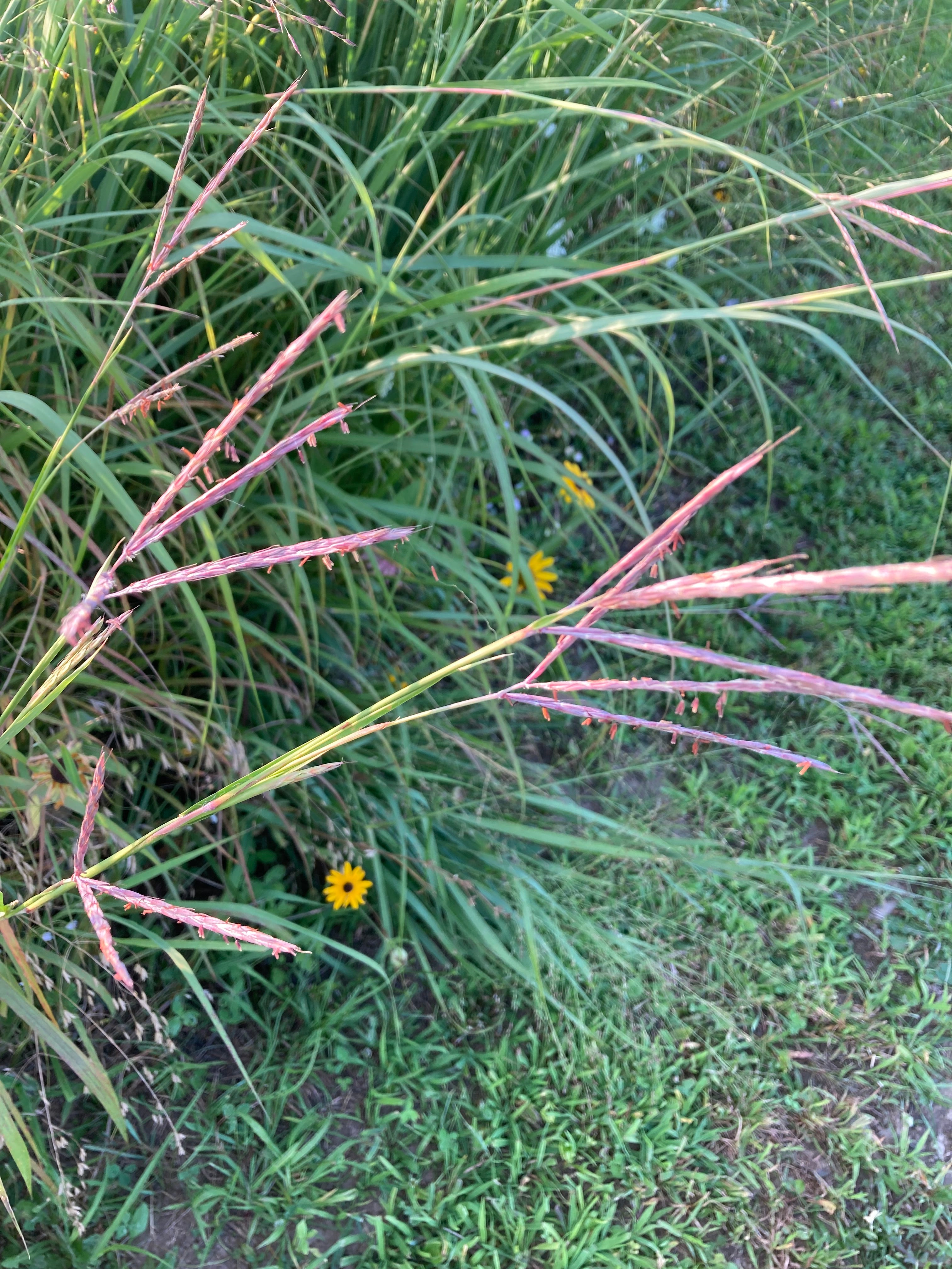 Andropogon gerardii