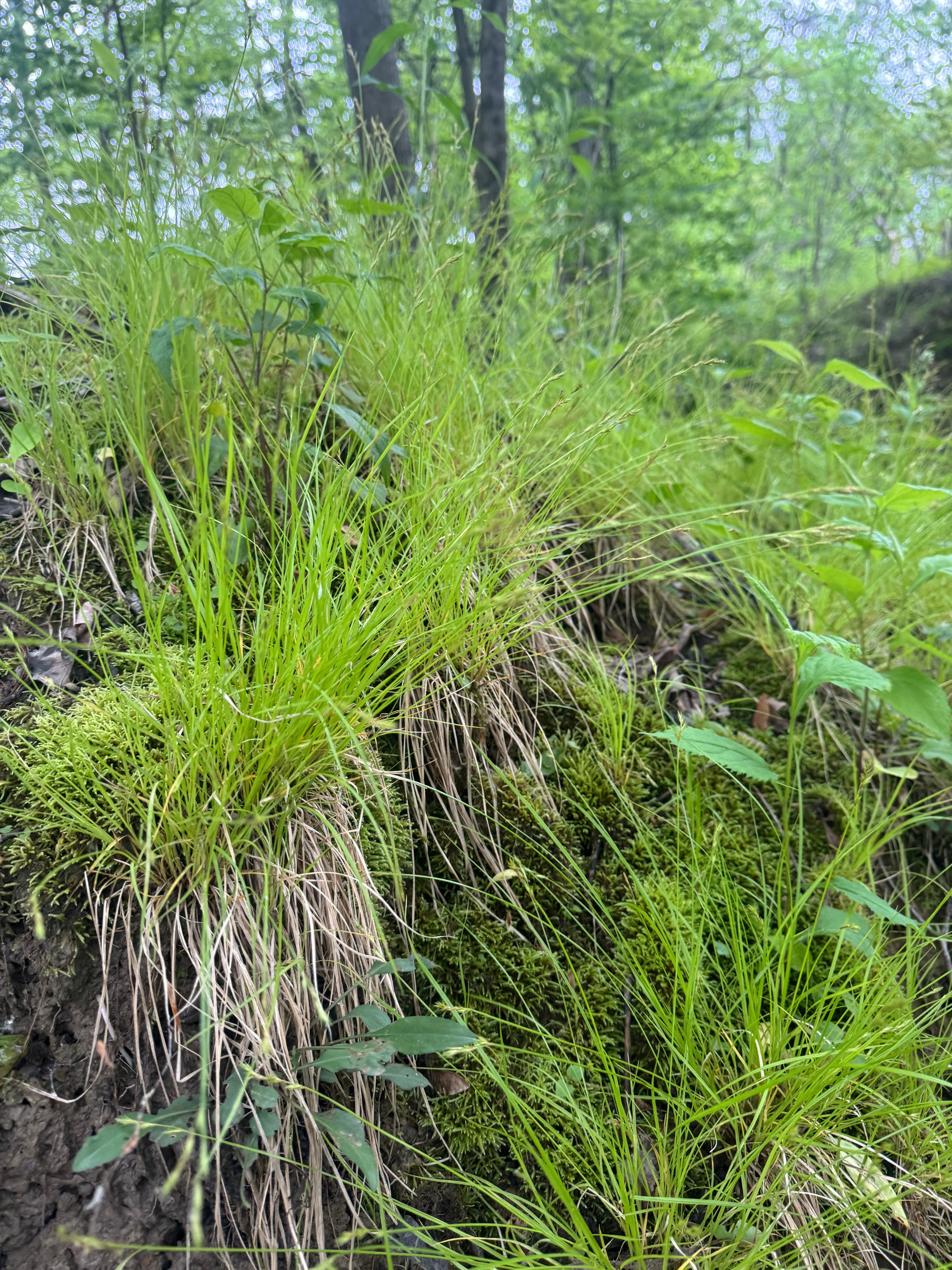 Carex bromoides