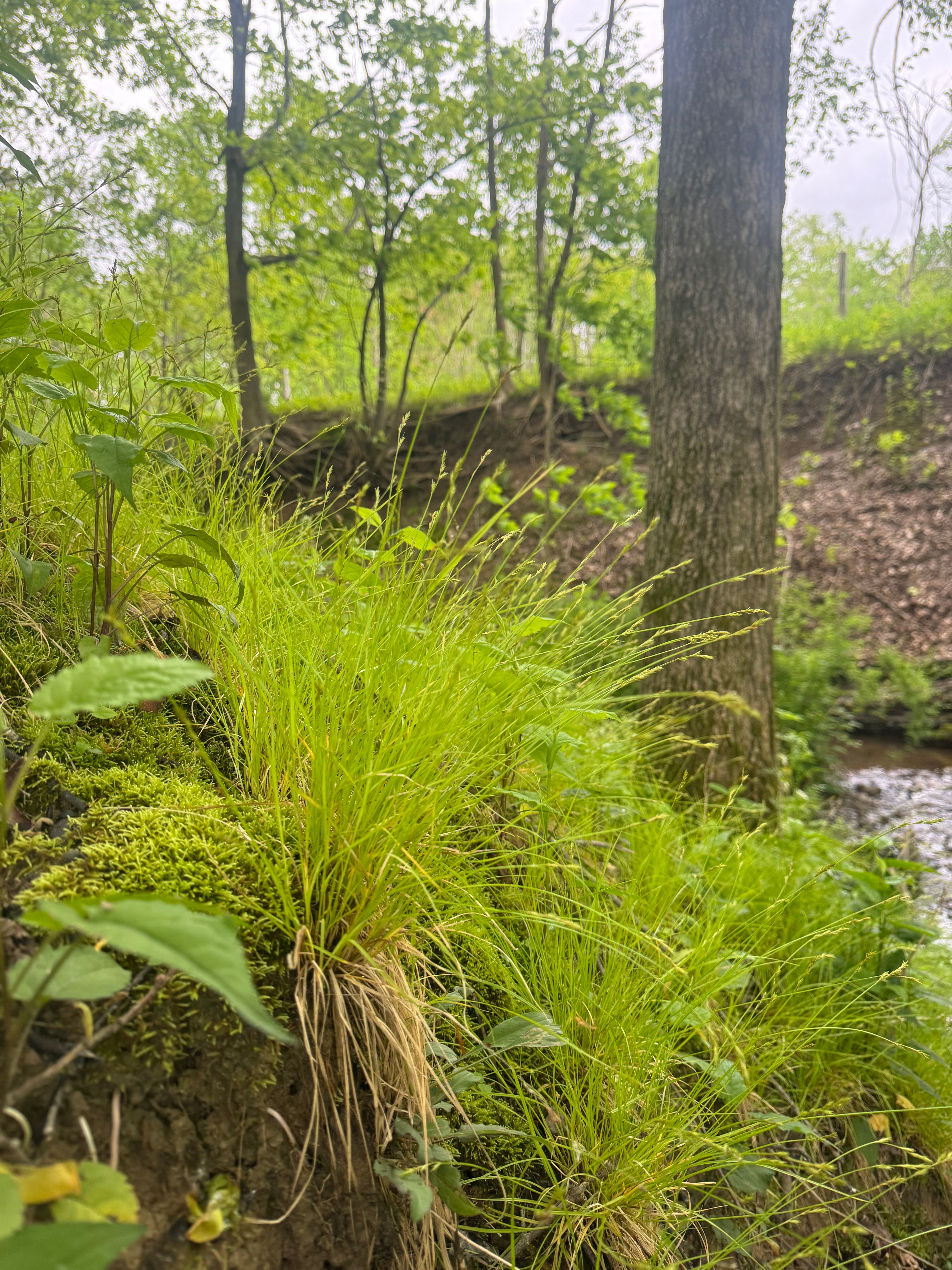 Carex bromoides