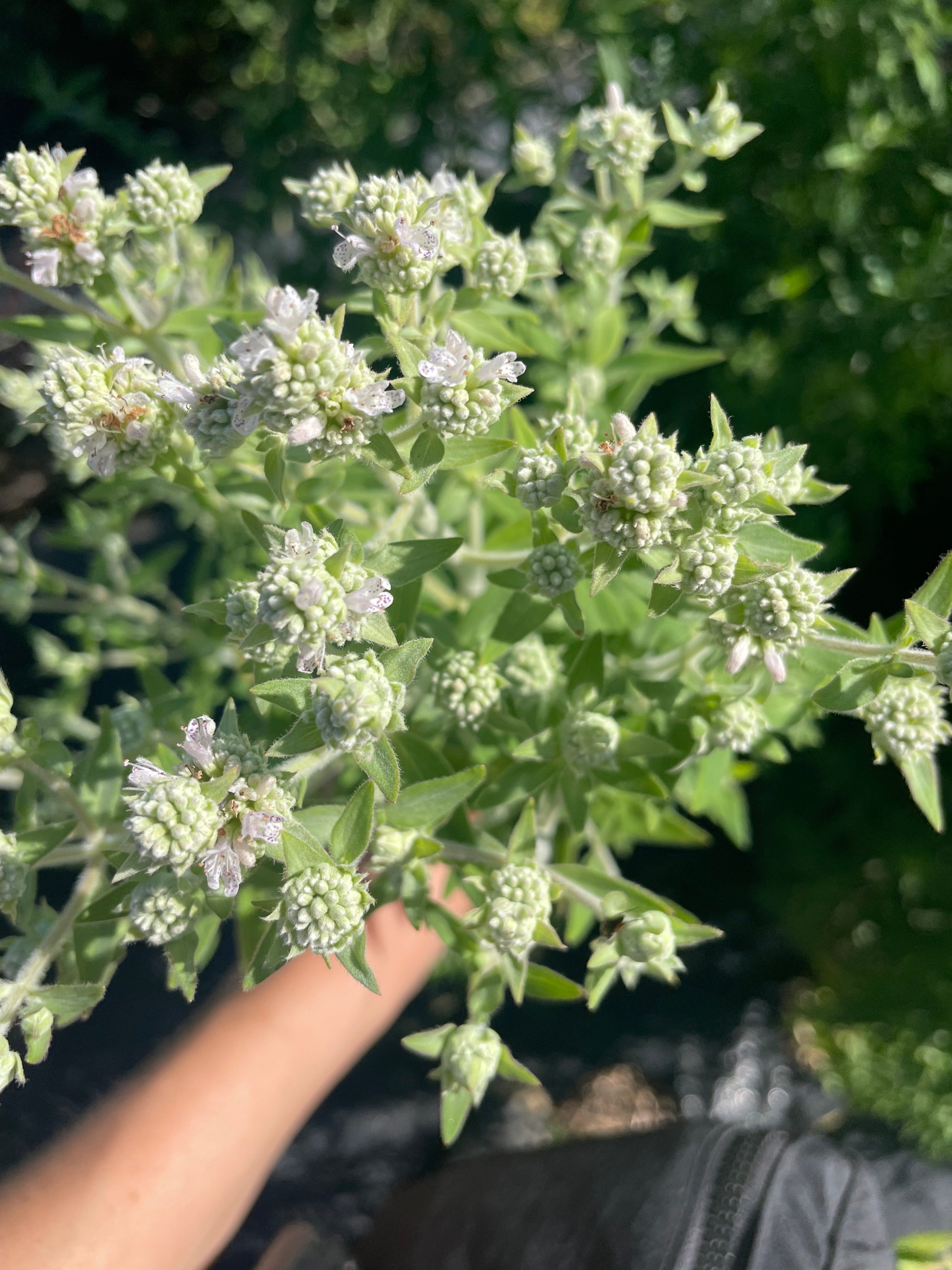Pycnanthemum verticillatum var. pilosum