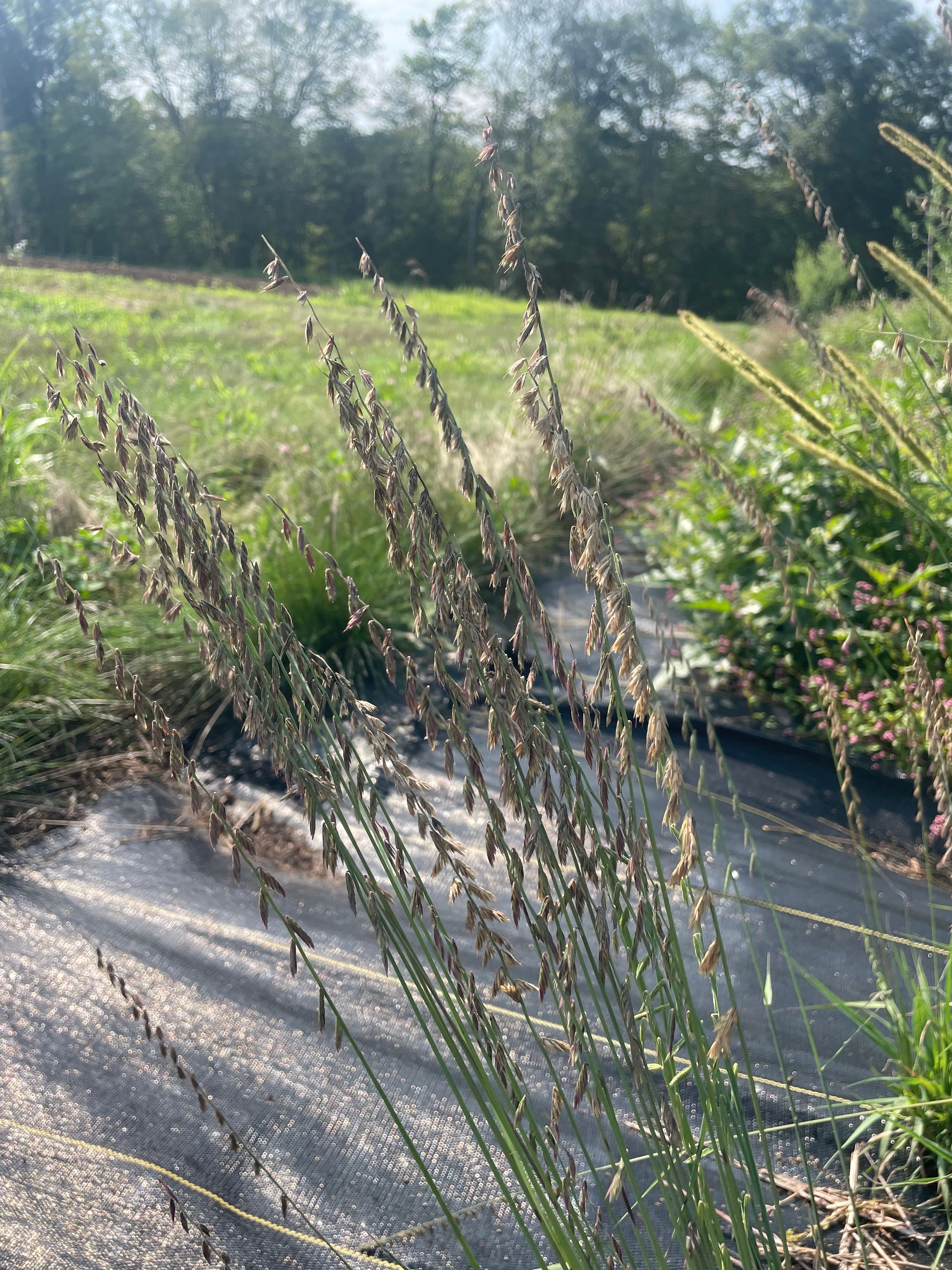 Bouteloua curtipendula