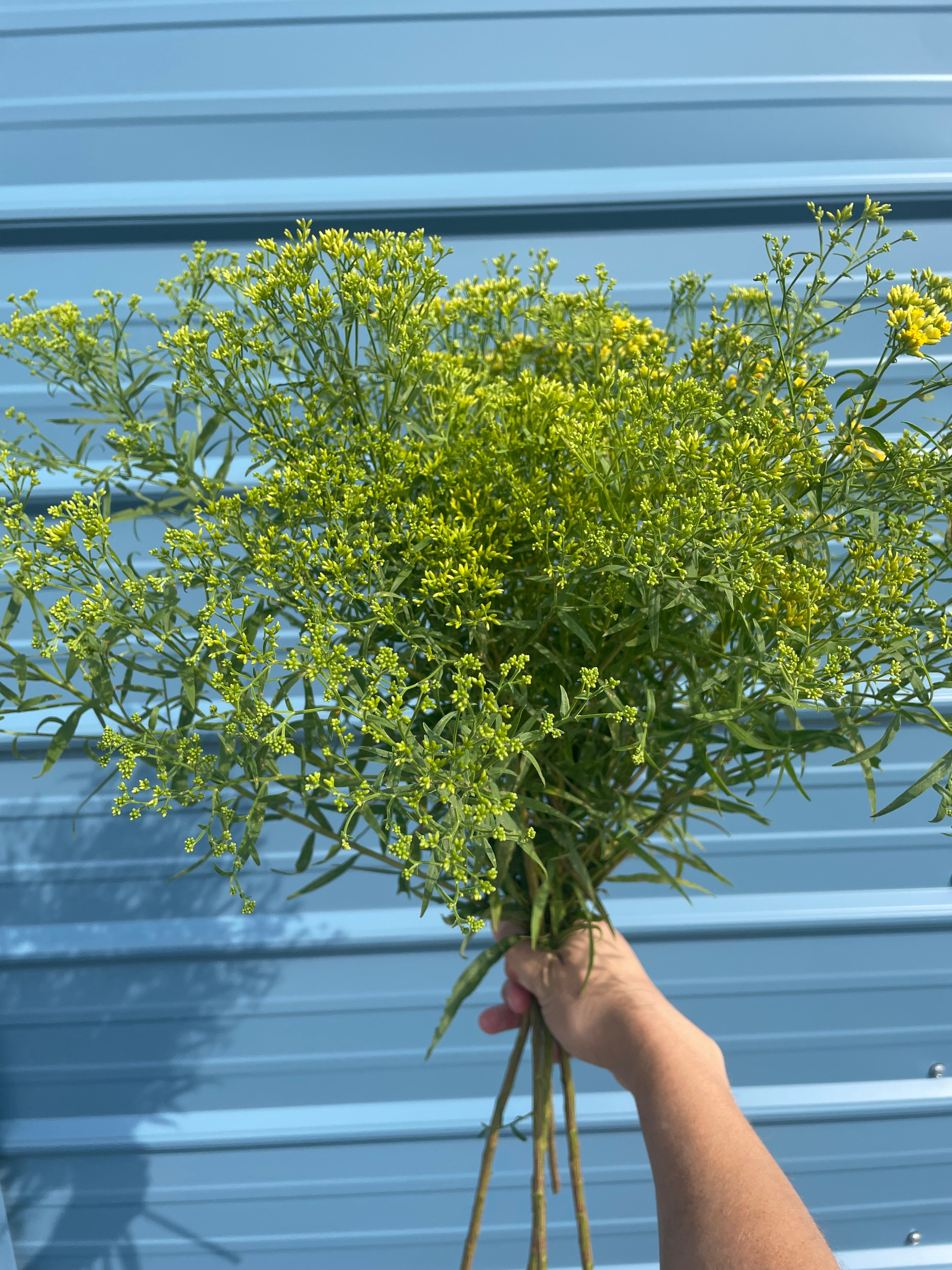 Euthamia graminifolia