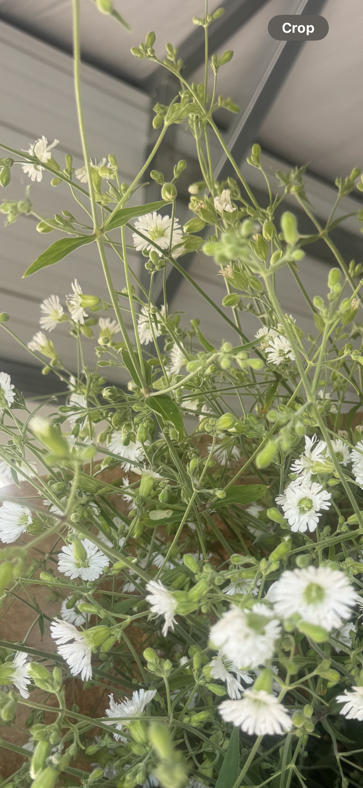 Silene stellata