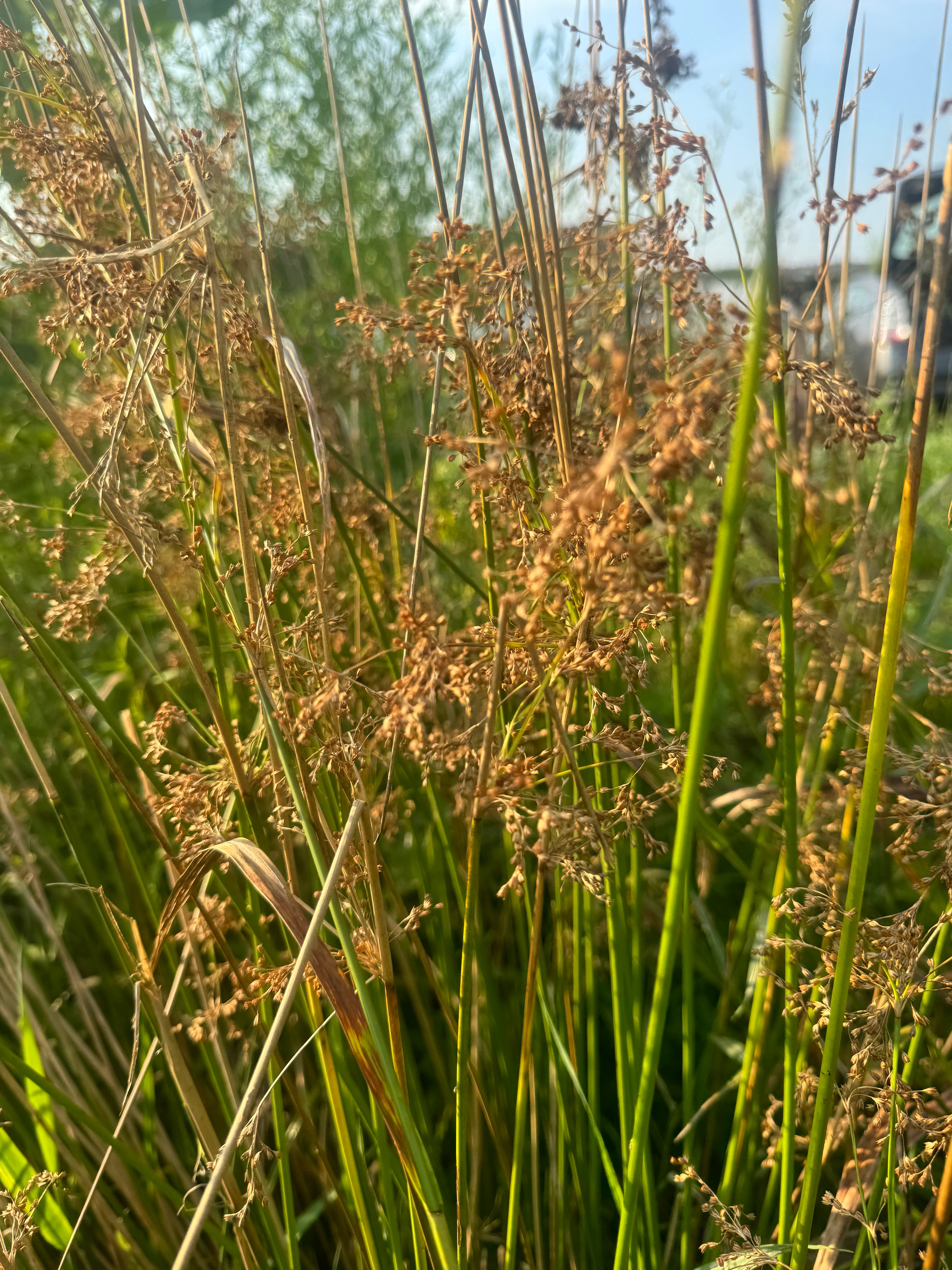 Juncus effusus