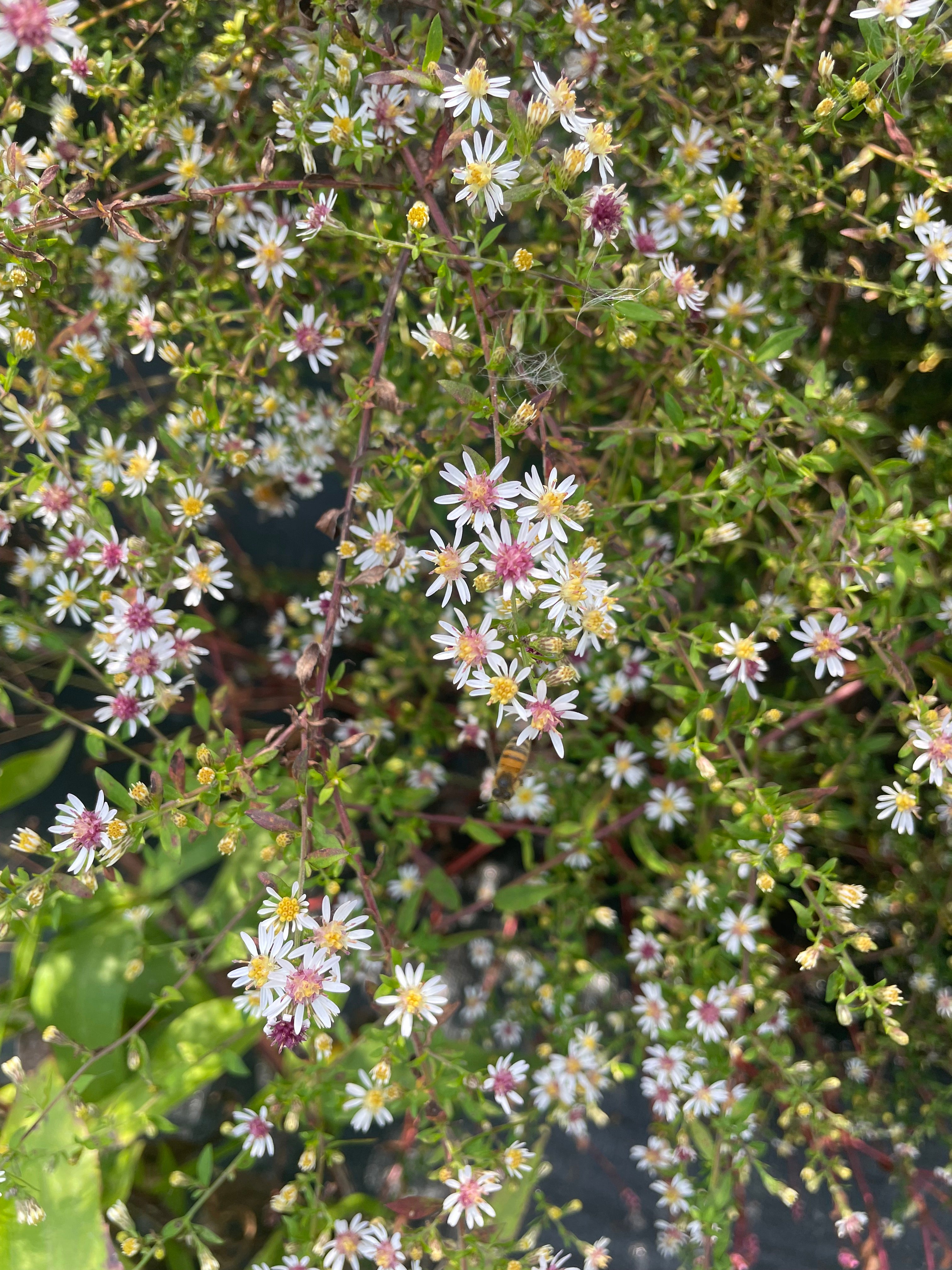 Symphyotrichum lateriflorum