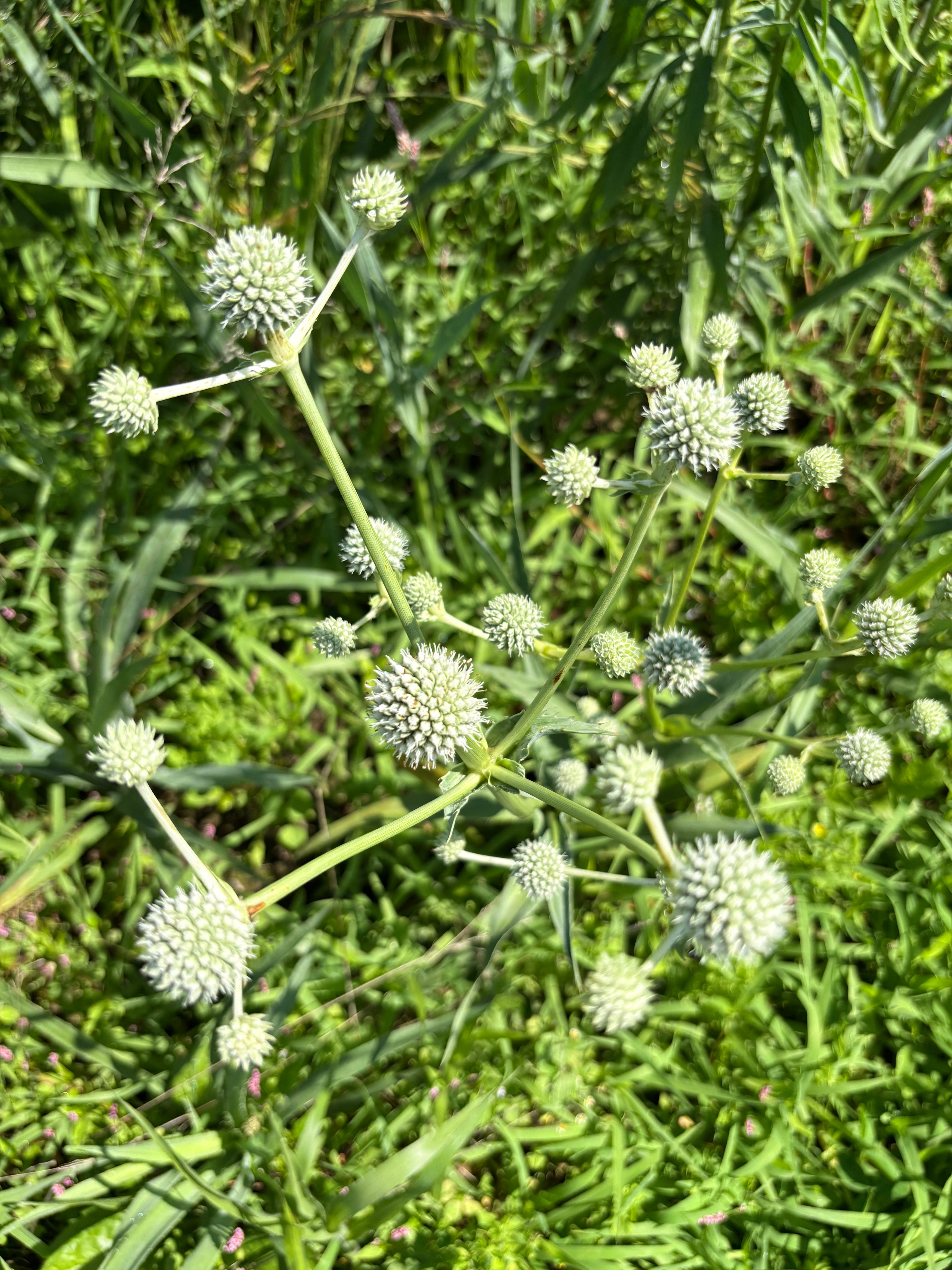 Eryngium yuccifolium