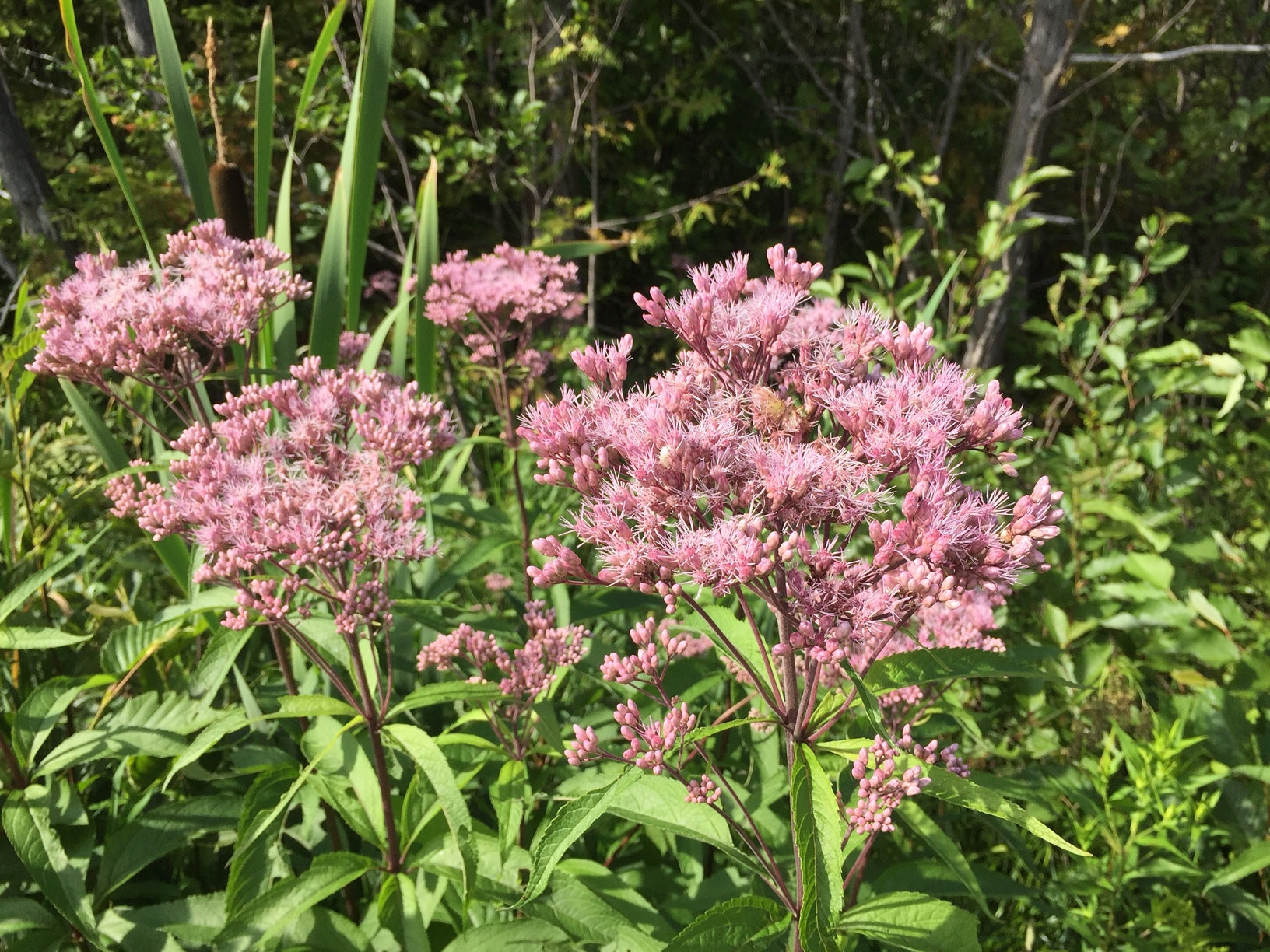 Eutrochium maculatum