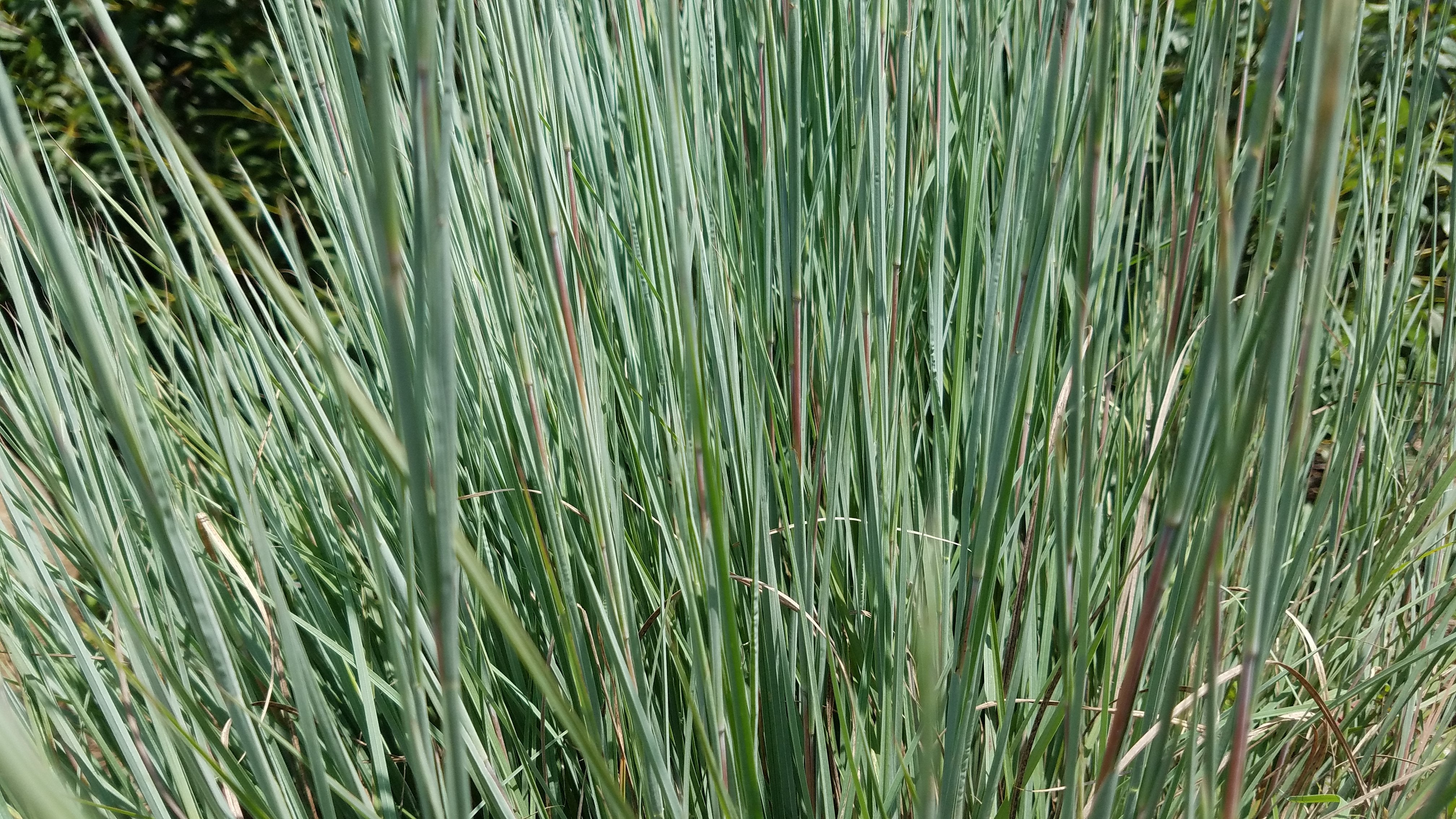 Schizachyrium scoparium