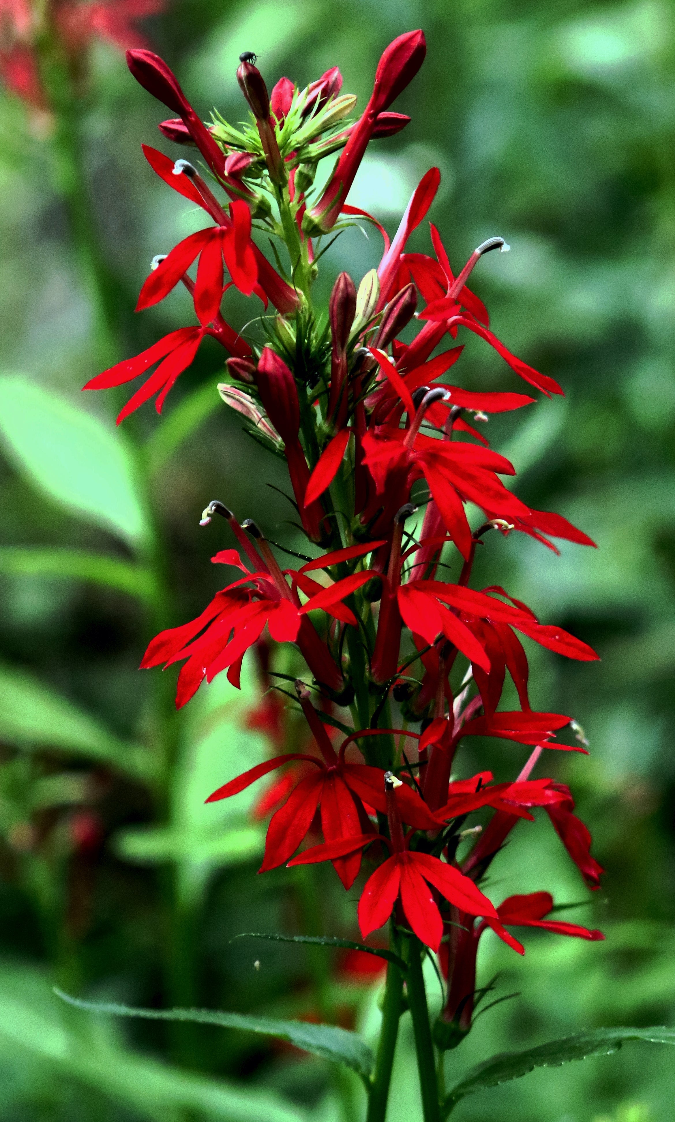 Lobelia cardinalis