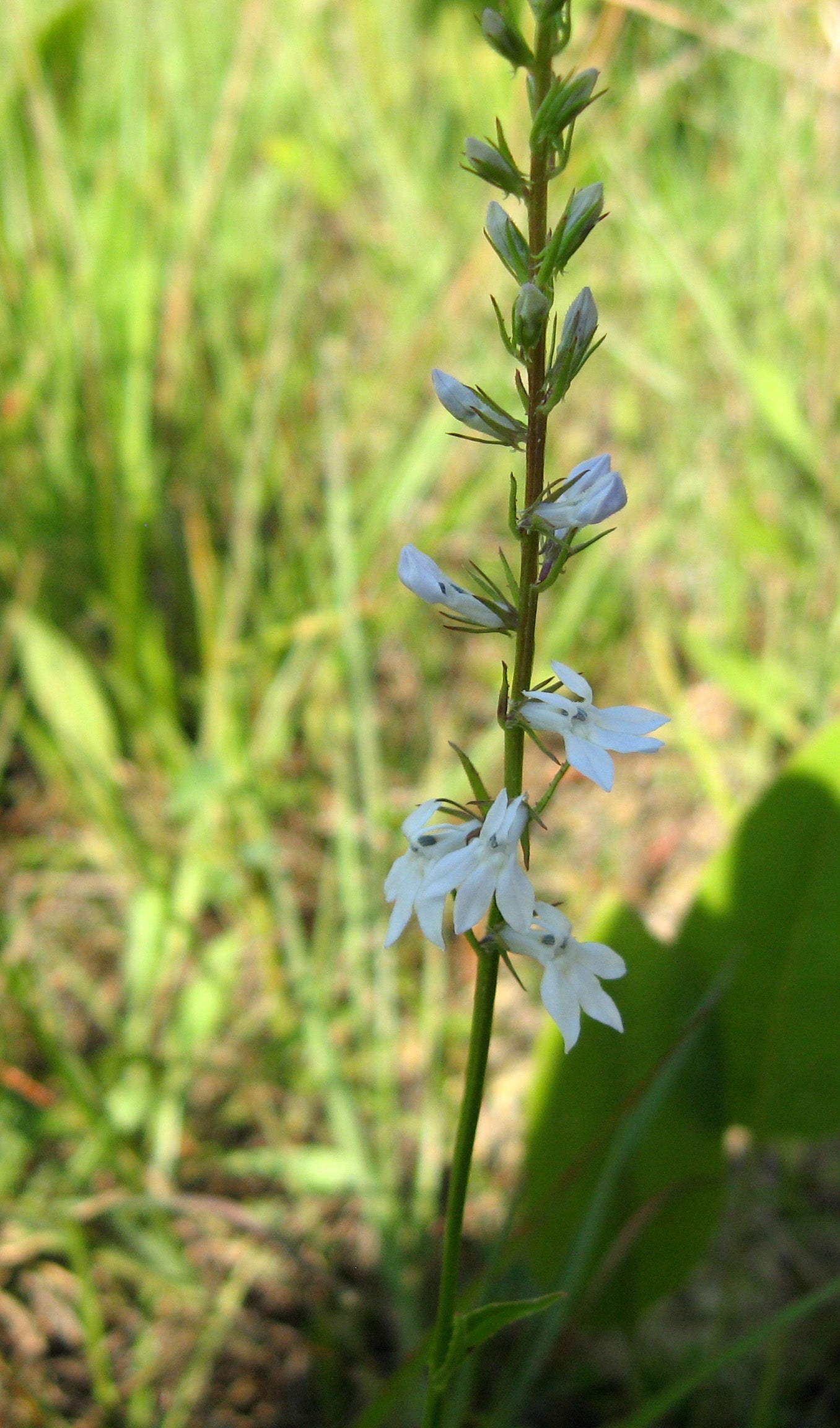 Lobelia spicata