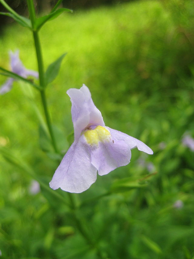 Mimulus ringens