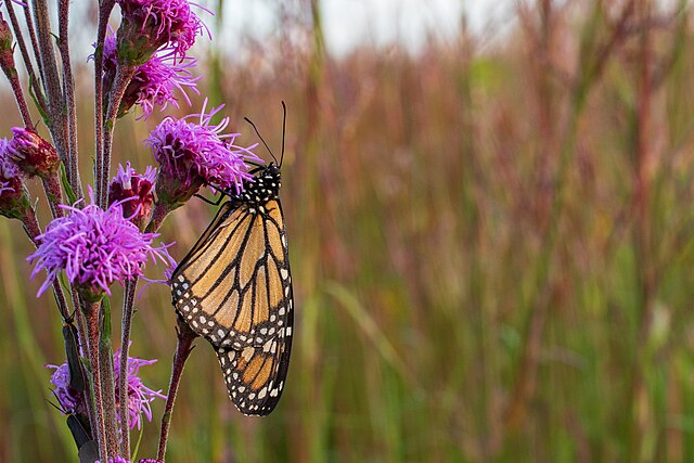 Liatris scariosa var. nieuwlandii