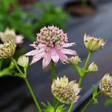 Native Plant with Pink Flowers