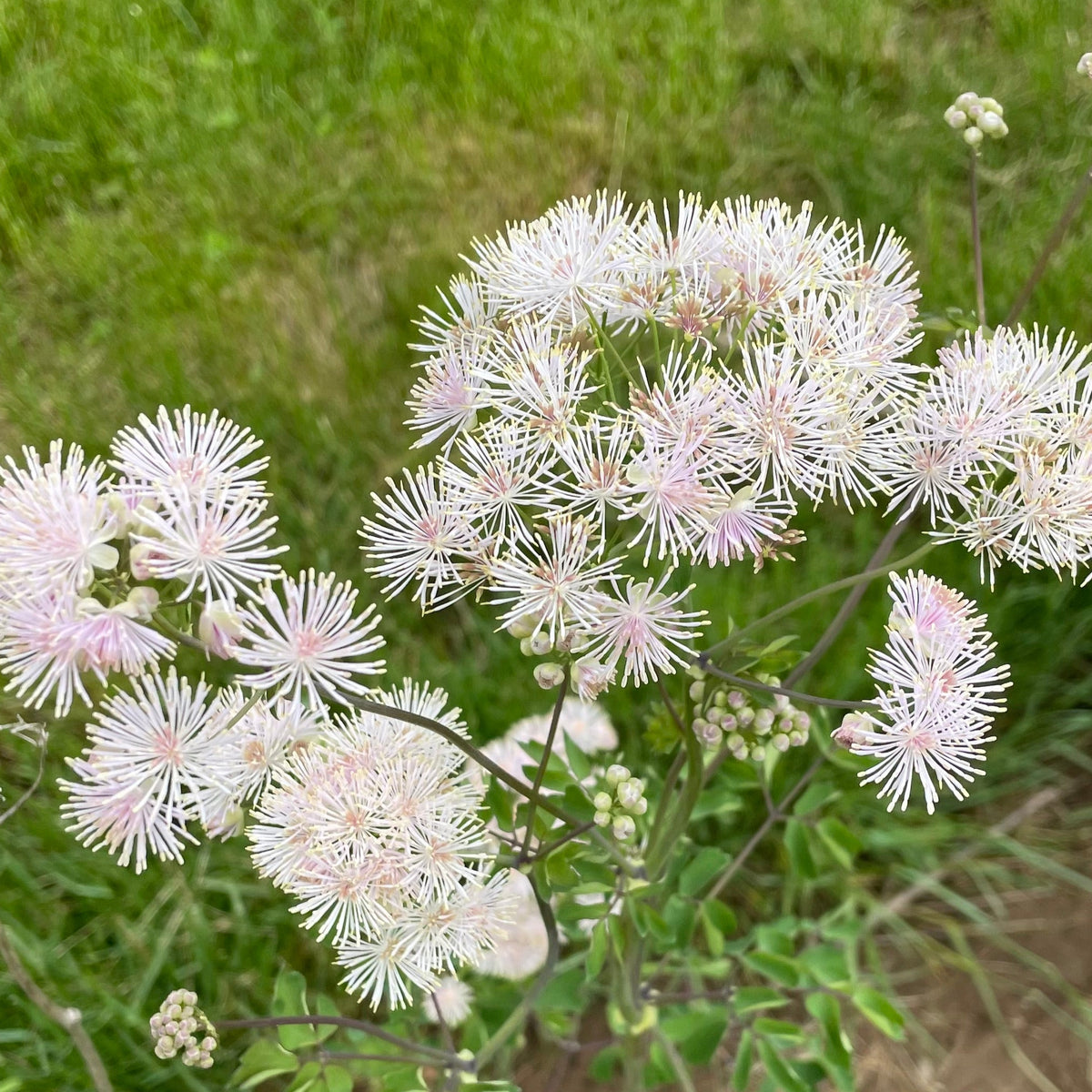 White Native Flowering Plant