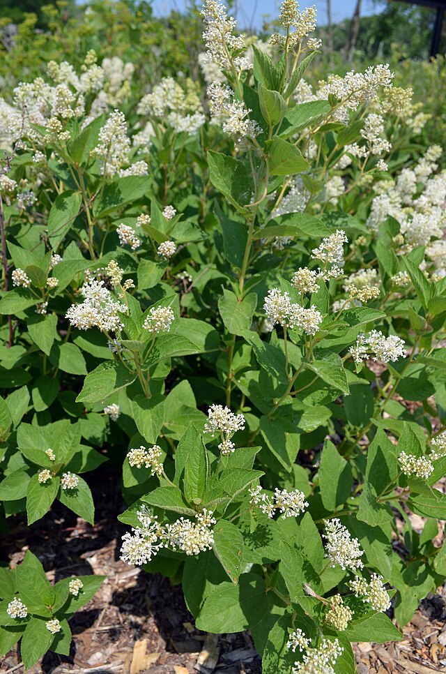 Ceanothus americanus