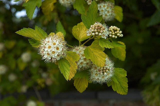 Physocarpus opulifolius