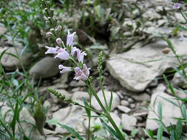 Physostegia virginiana
