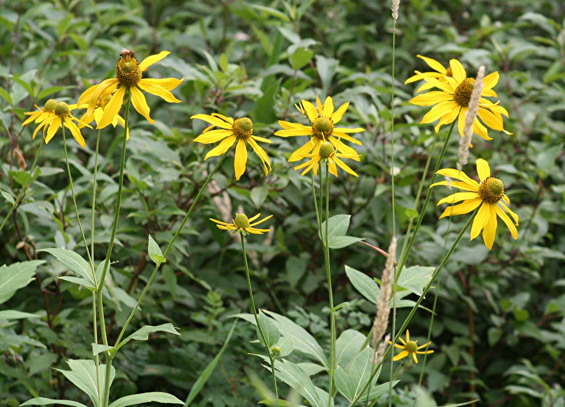 Rudbeckia laciniata