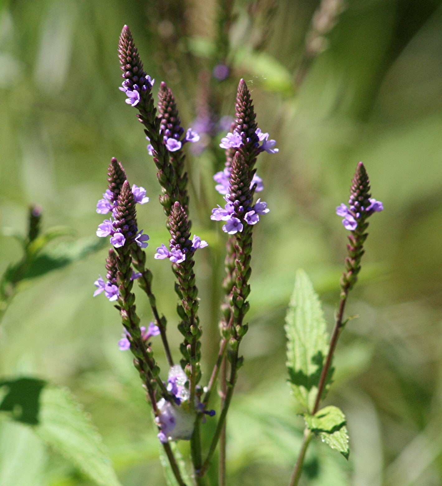 Verbena hastata