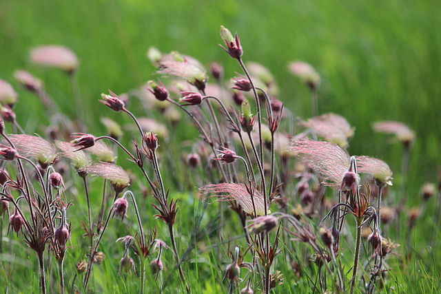 Geum triflorum