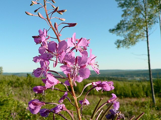 Chamaenerion (Epilobium) angustifolium