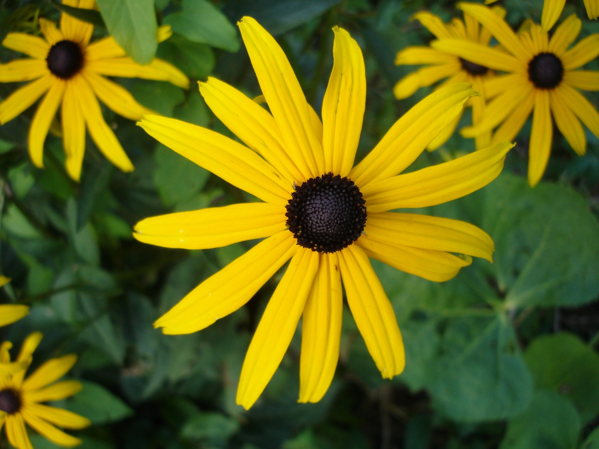 Rudbeckia fulgida