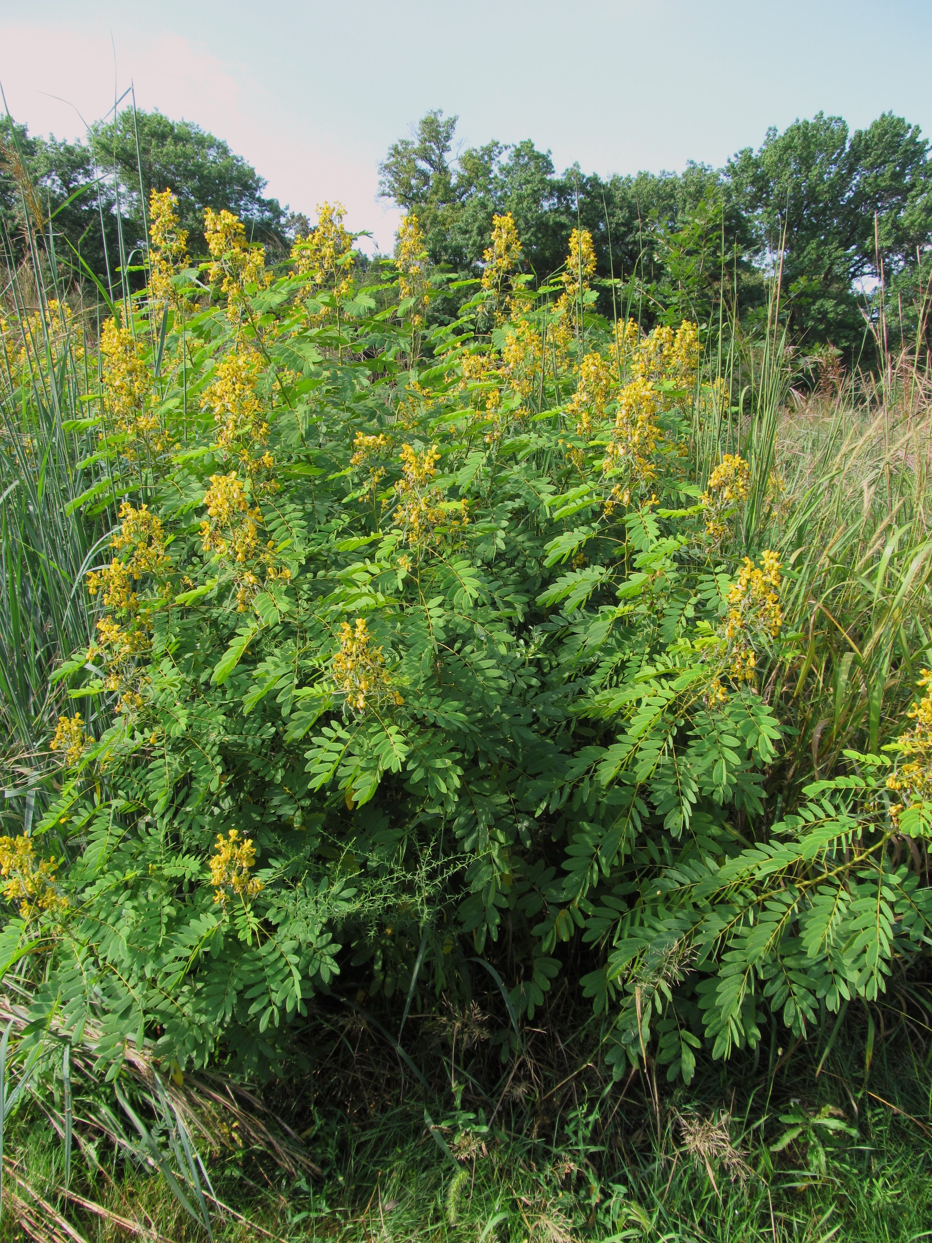 Senna hebecarpa