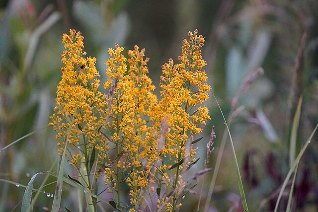 Solidago speciosa