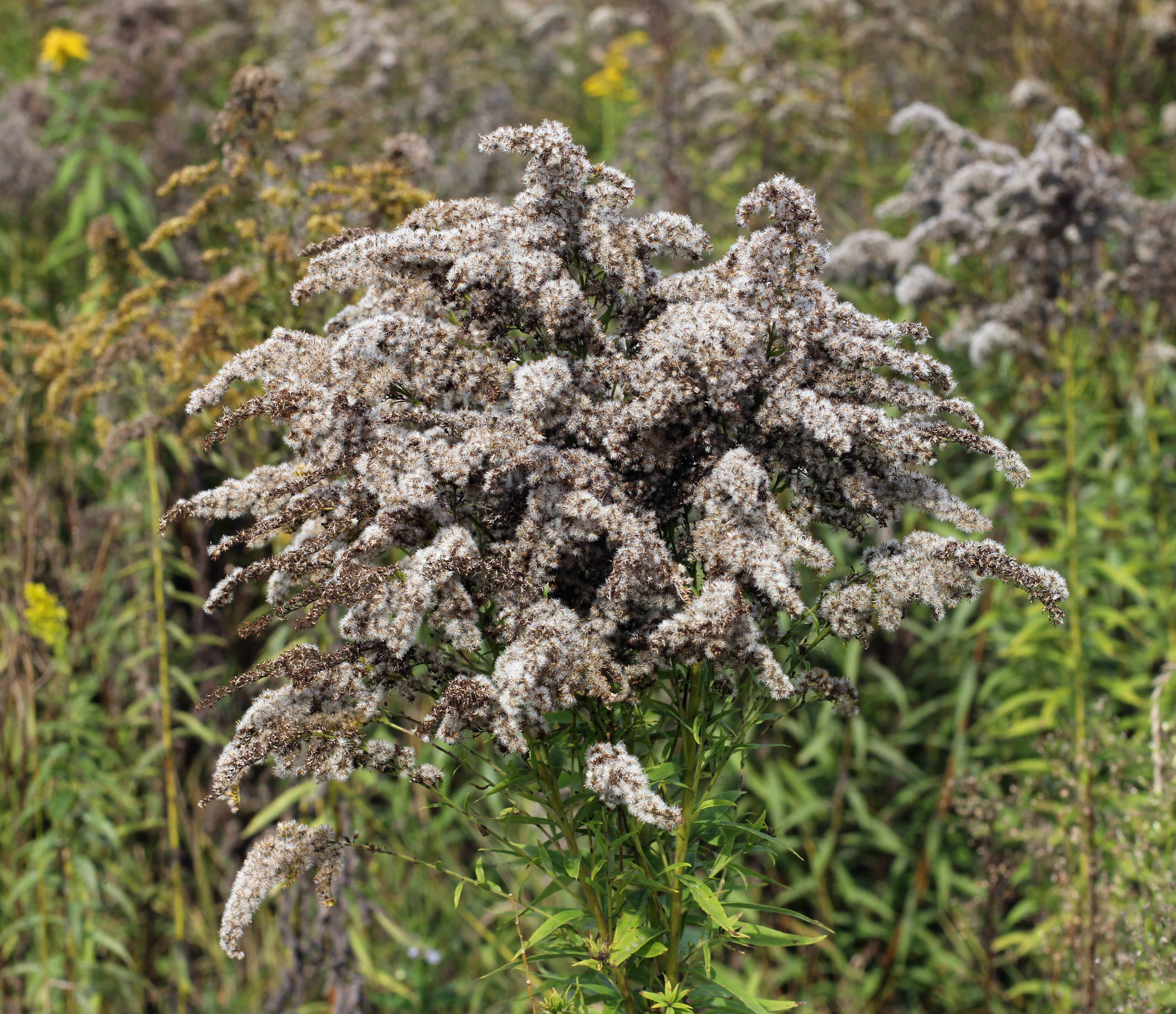 Solidago altissima