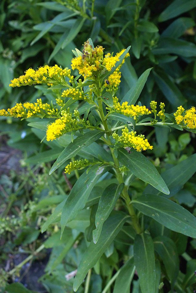 Solidago sempervirens