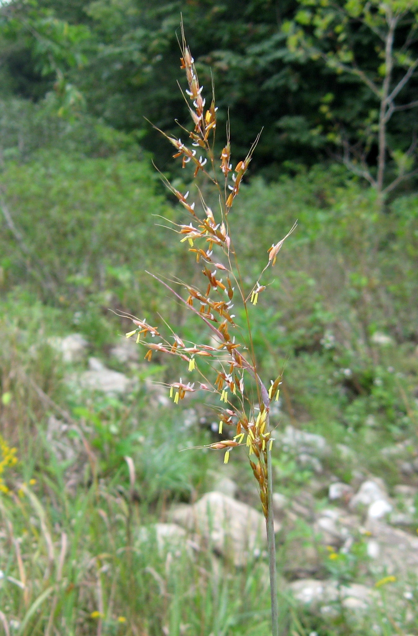 Sorghastrum nutans