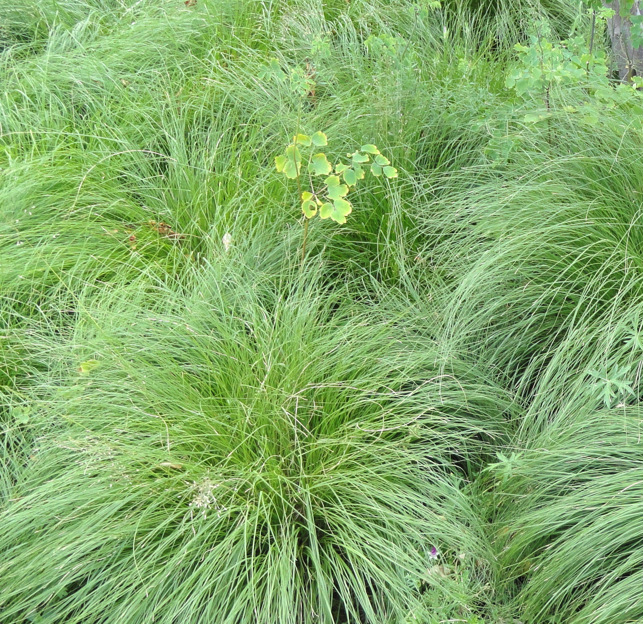 Sporobolus heterolepis