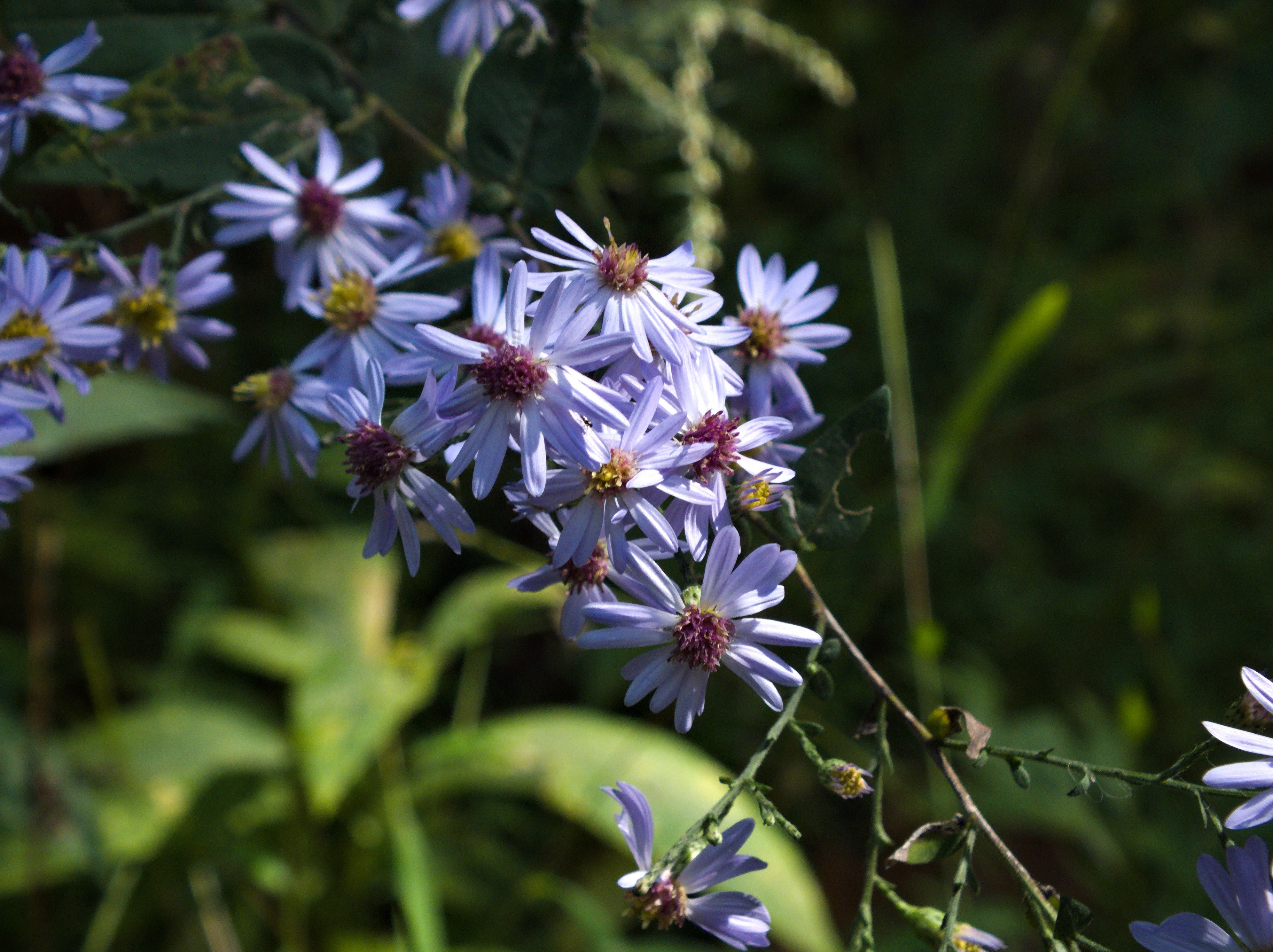 Symphyotrichum cordifolium