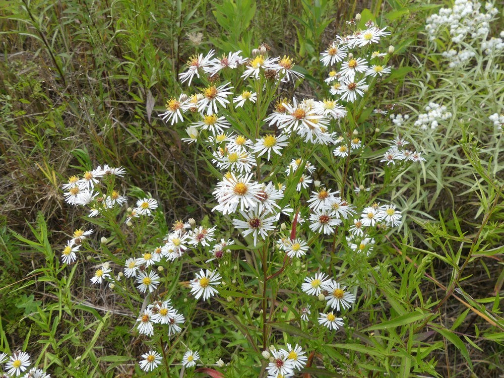 Symphyotrichum lanceolatum
